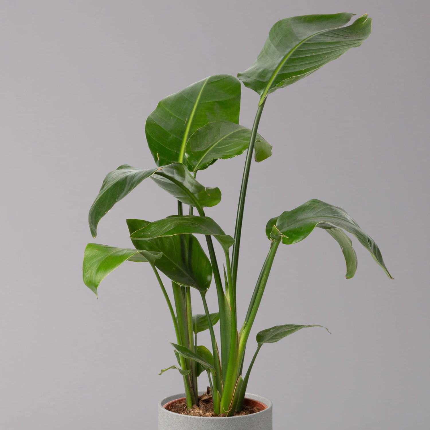 Strelitzia Nicolai, Topf-Ø 17 Cm, Höhe Ca. 55 Cm – Bild 2