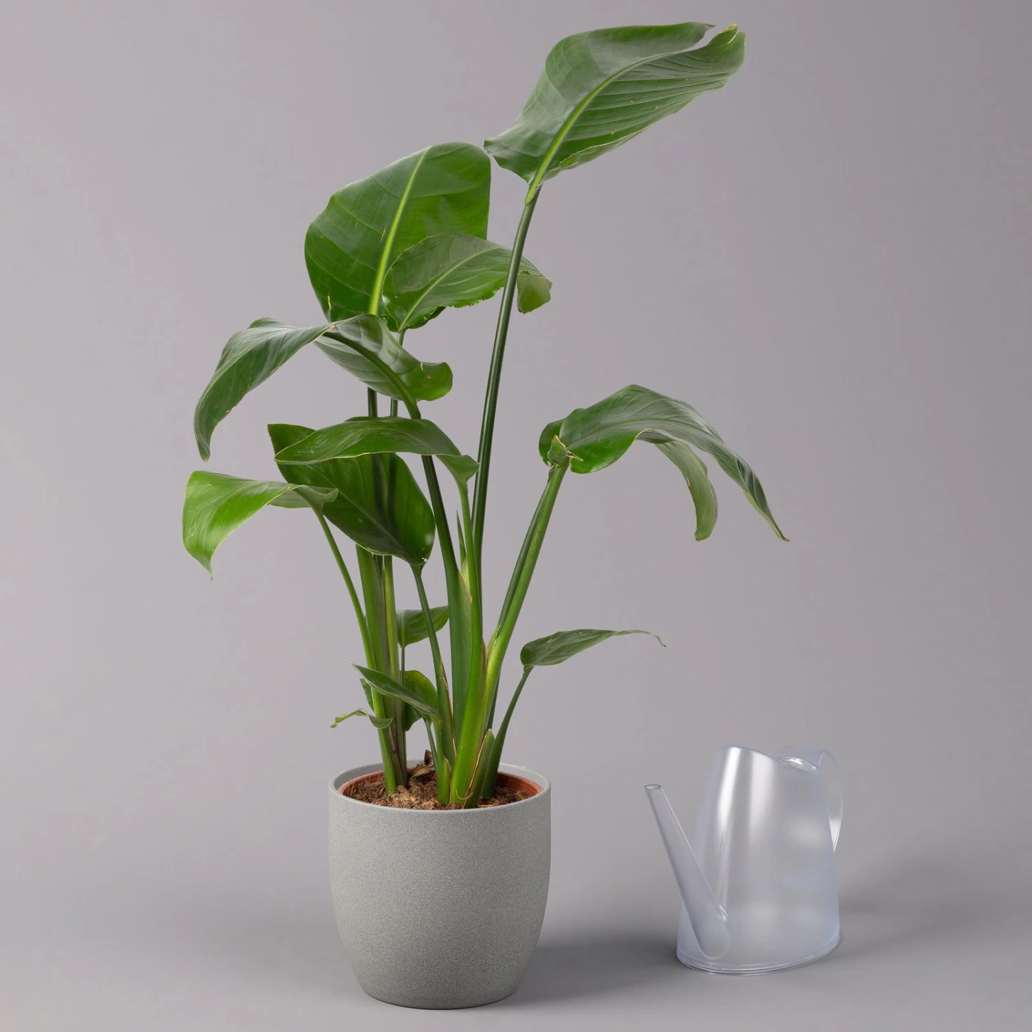 Strelitzia Nicolai, Topf-Ø 17 Cm, Höhe Ca. 55 Cm – Bild 3