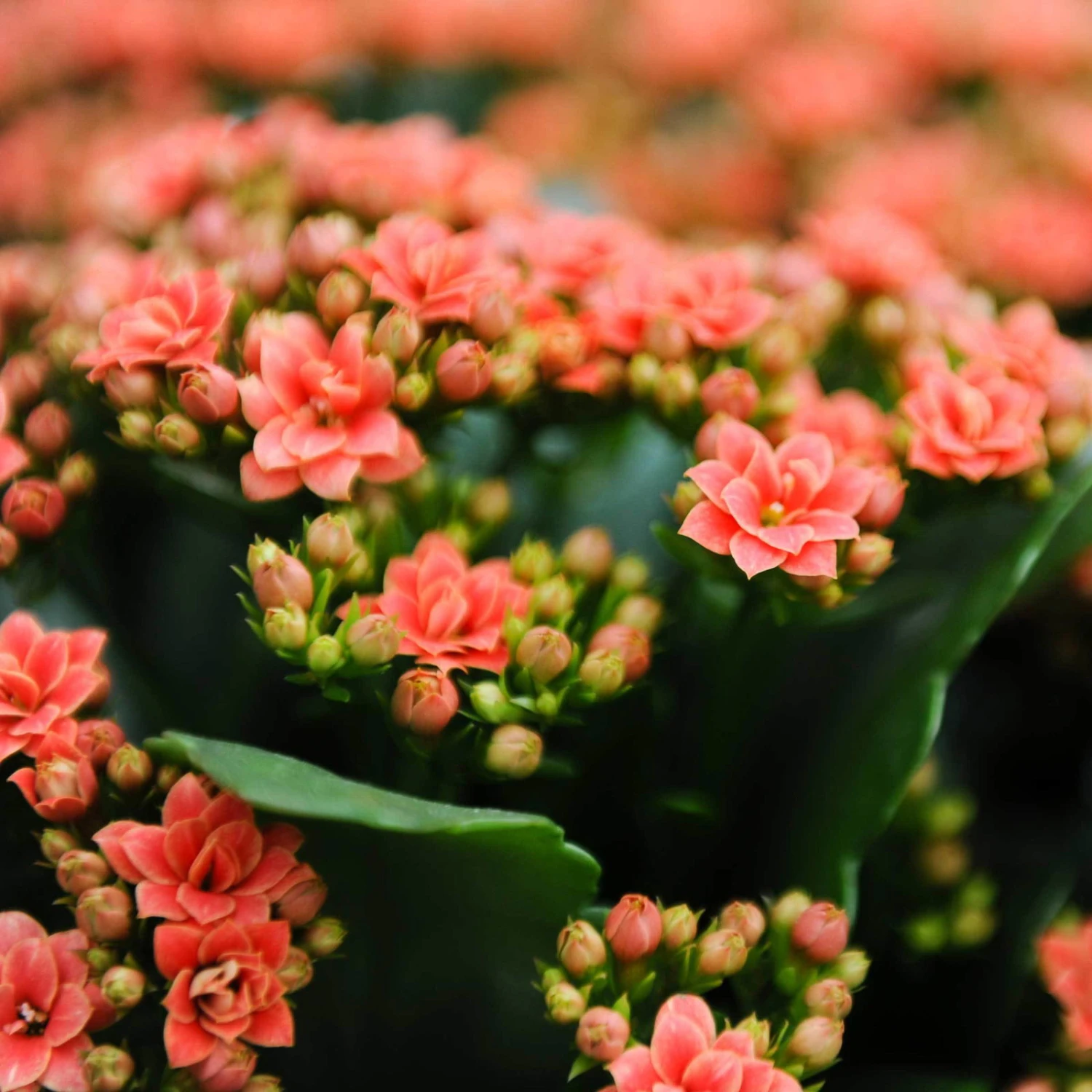 Kalanchoe 'Calandiva'®, Orange, Topf-Ø 12 Cm, Höhe Ca. 27,5 Cm, 6er-Set – Bild 5