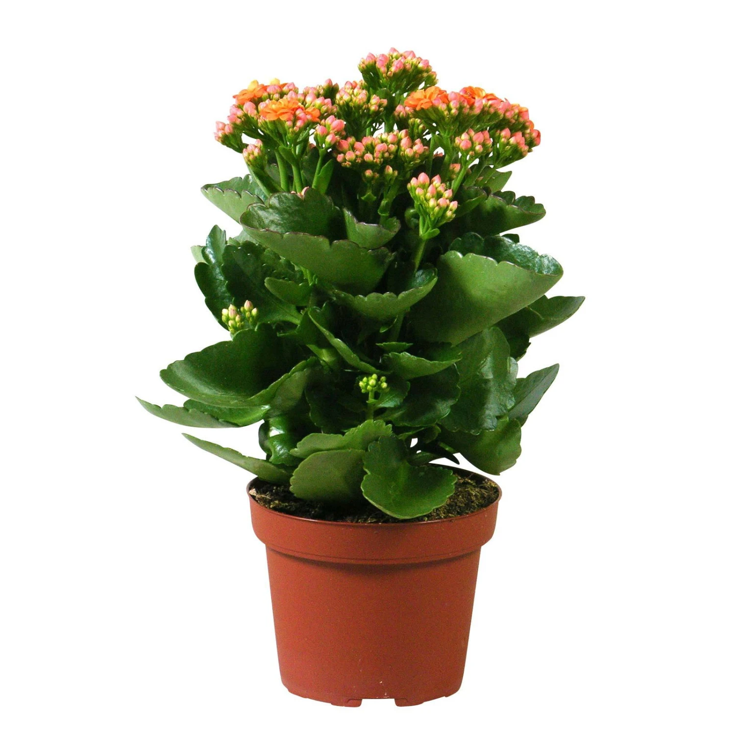 Kalanchoe 'Calandiva'®, Orange, Topf-Ø 12 Cm, Höhe Ca. 27,5 Cm, 6er-Set – Bild 4