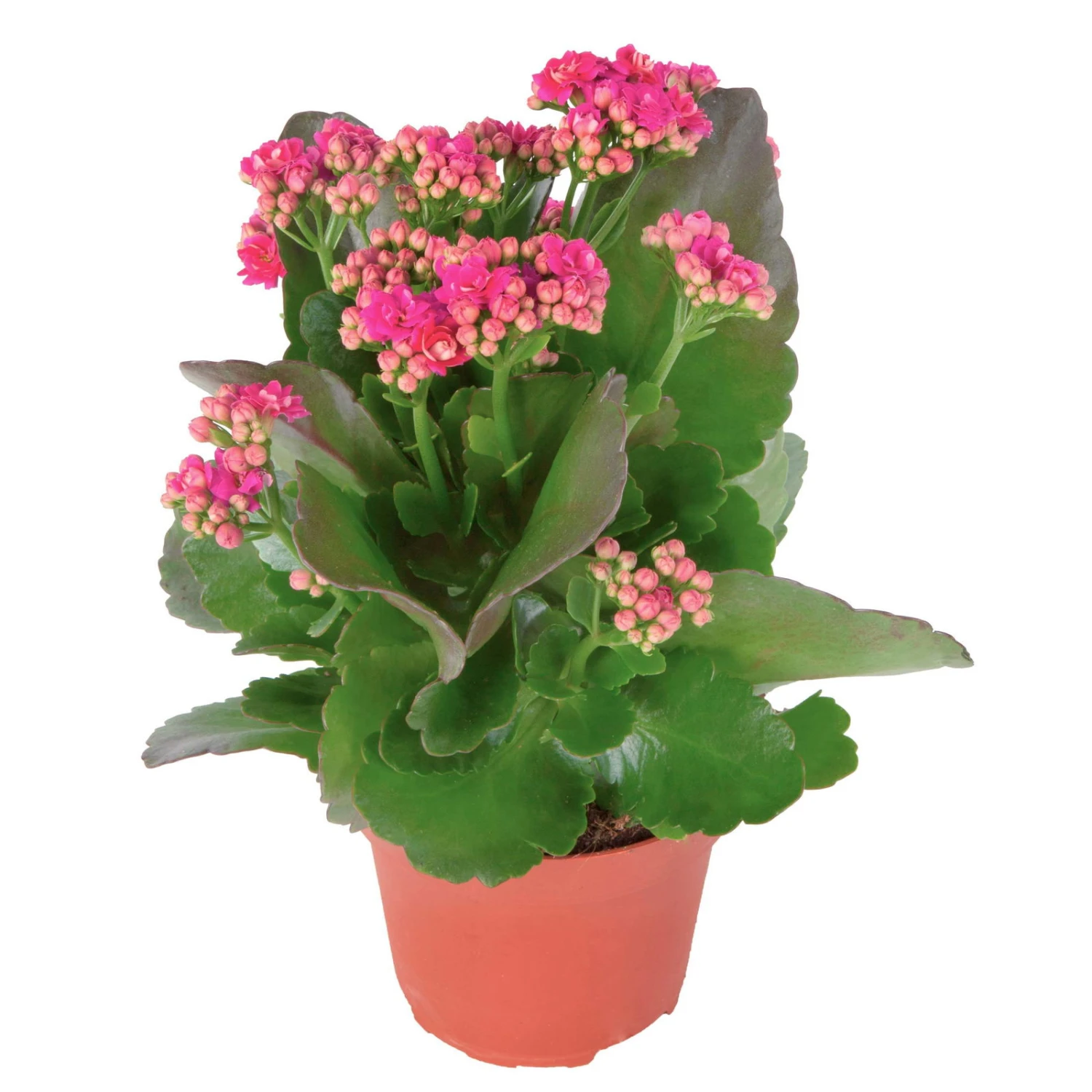 Kalanchoe 'Calandiva'®, Violett, Topf-Ø 12 Cm, Höhe Ca. 27,5 Cm, 6er-Set – Bild 4
