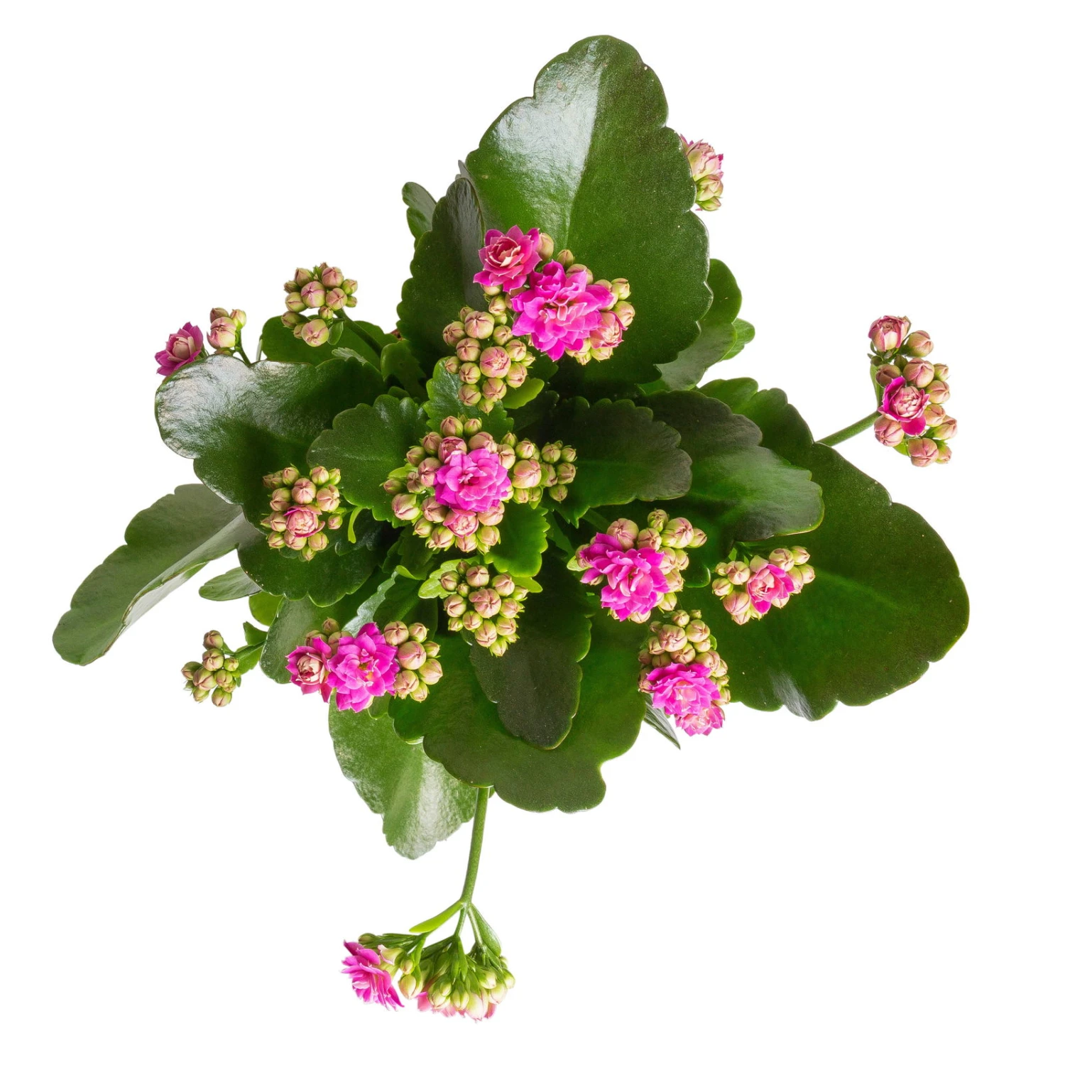Kalanchoe 'Calandiva'®, Violett, Topf-Ø 12 Cm, Höhe Ca. 27,5 Cm, 6er-Set – Bild 3