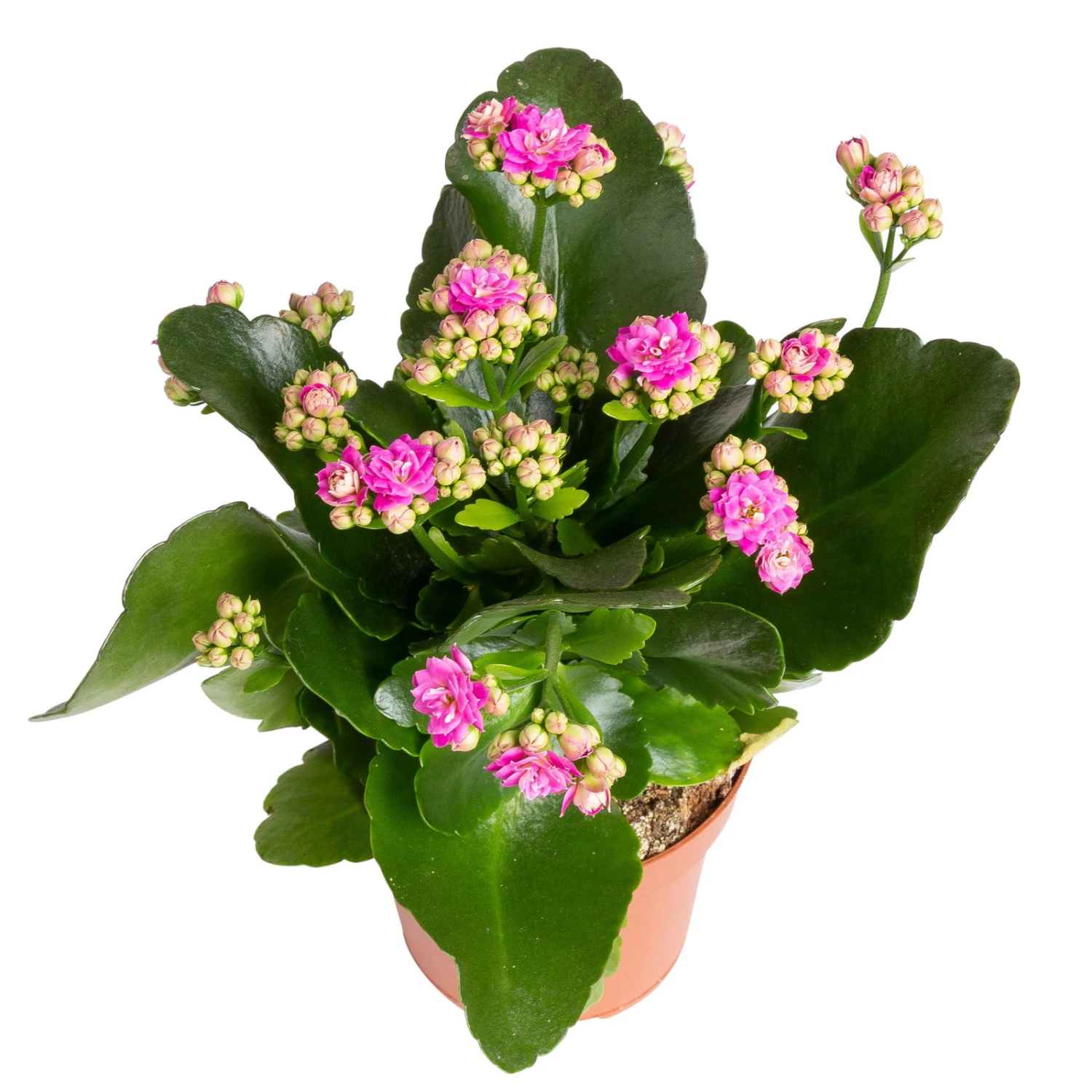 Kalanchoe 'Calandiva'®, Violett, Topf-Ø 12 Cm, Höhe Ca. 27,5 Cm, 6er-Set – Bild 2