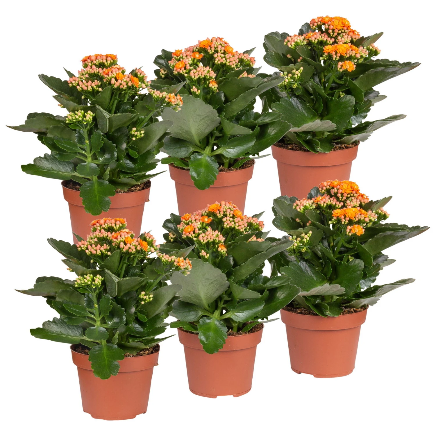 Kalanchoe 'Calandiva'®, Orange, Topf-Ø 12 Cm, Höhe Ca. 27,5 Cm, 6er-Set