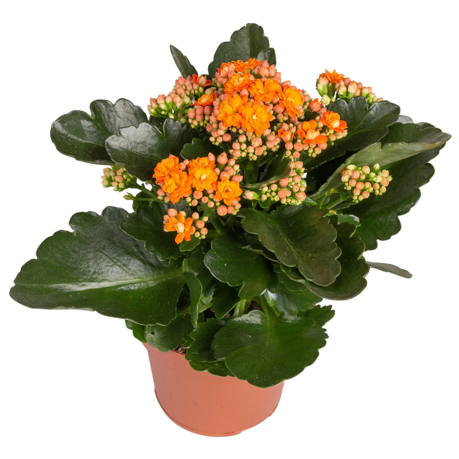 Kalanchoe 'Calandiva'®, Orange, Topf-Ø 12 Cm, Höhe Ca. 27,5 Cm, 6er-Set – Bild 2