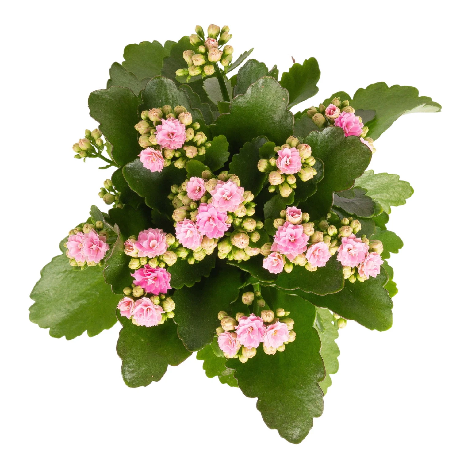 Kalanchoe 'Calandiva'®, Rosa, Topf-Ø 12 Cm, Höhe Ca. 27,5 Cm, 6er-Set – Bild 4