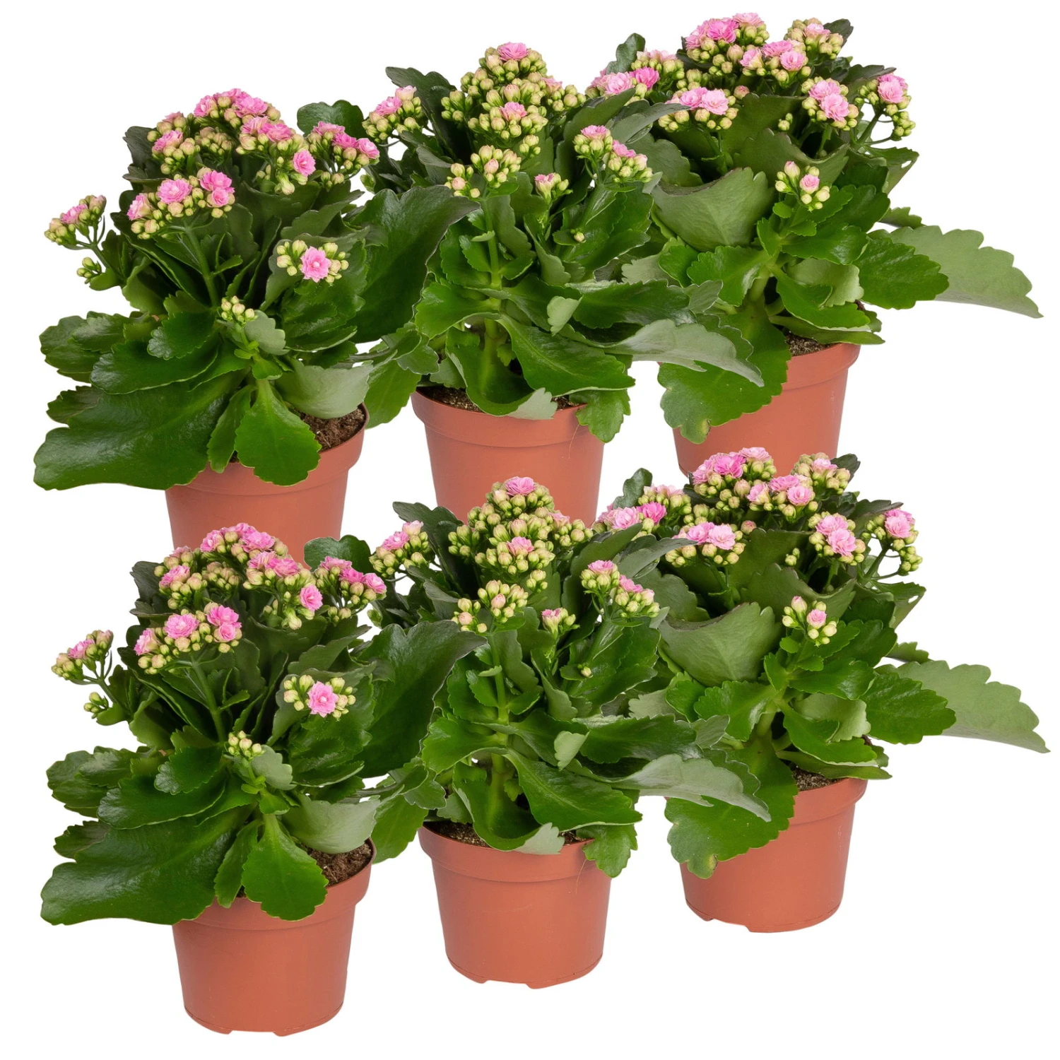 Kalanchoe 'Calandiva'®, Rosa, Topf-Ø 12 Cm, Höhe Ca. 27,5 Cm, 6er-Set – Bild 2