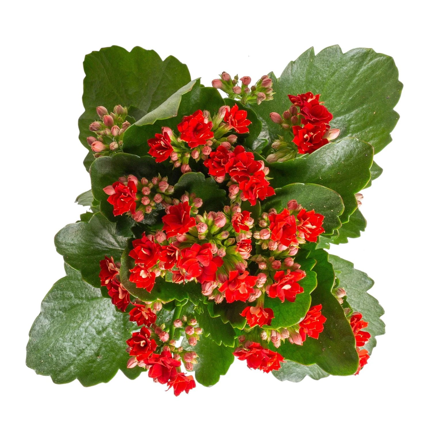 Kalanchoe 'Calandiva'®, Weiß & Rot, Topf-Ø 12 Cm, Höhe Ca. 20-30 Cm, 6er-Set – Bild 4