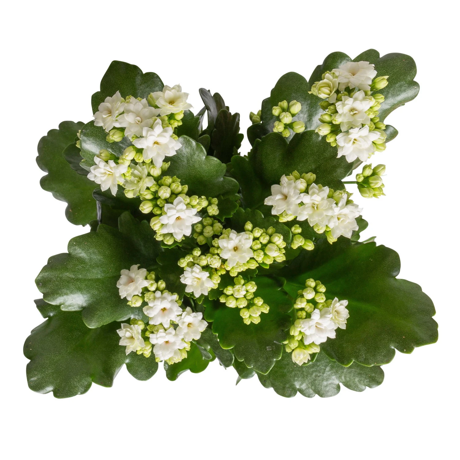 Kalanchoe 'Calandiva'®, Weiß & Rot, Topf-Ø 12 Cm, Höhe Ca. 20-30 Cm, 6er-Set – Bild 2
