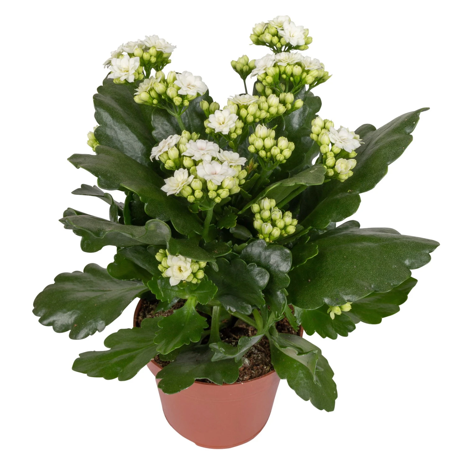 Kalanchoe 'Calandiva'®, Weiß & Rot, Topf-Ø 12 Cm, Höhe Ca. 20-30 Cm, 6er-Set – Bild 3