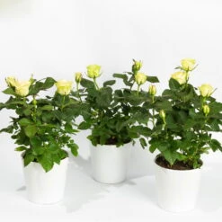 Rose Mit Topf Dallas Weiß, Topf-Ø 13 Cm, 3er-Set