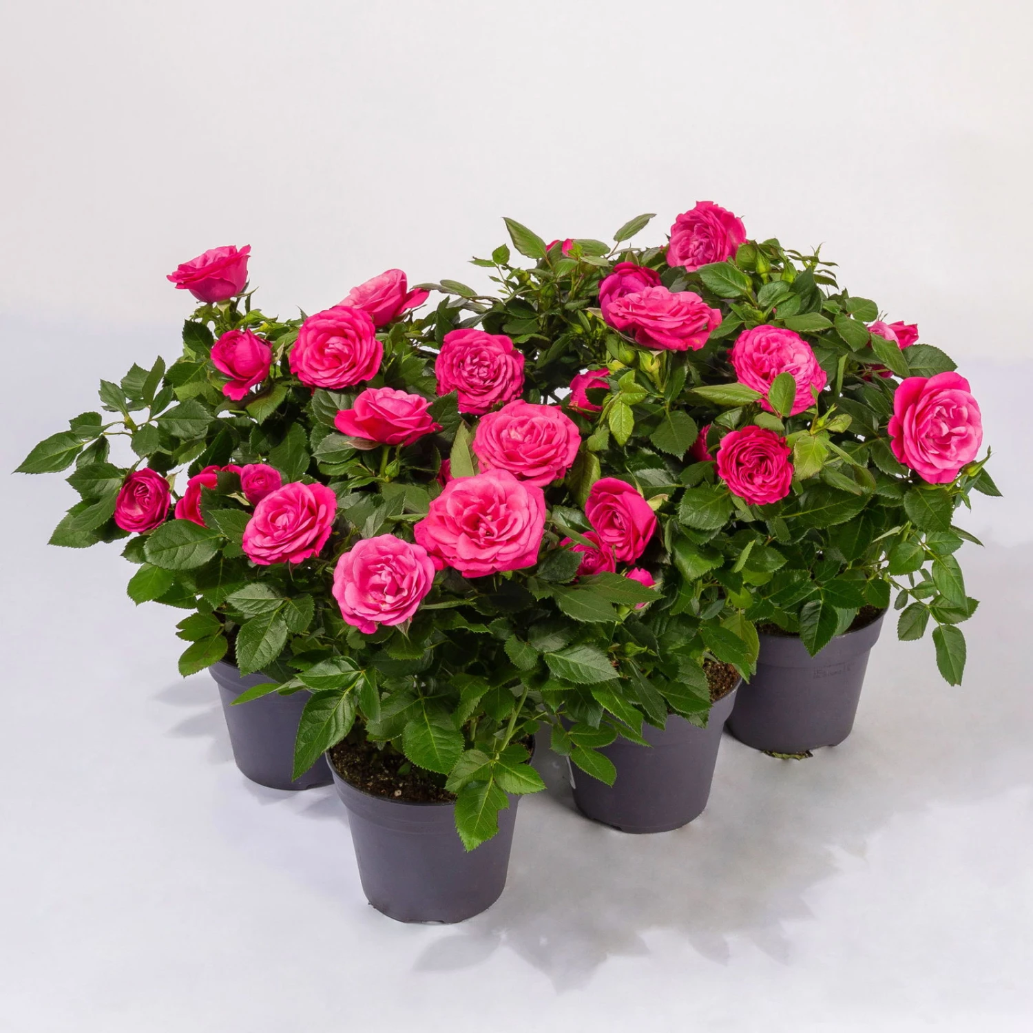 Rose Patio, Pink, Topf-Ø 13 Cm, 6er-Set