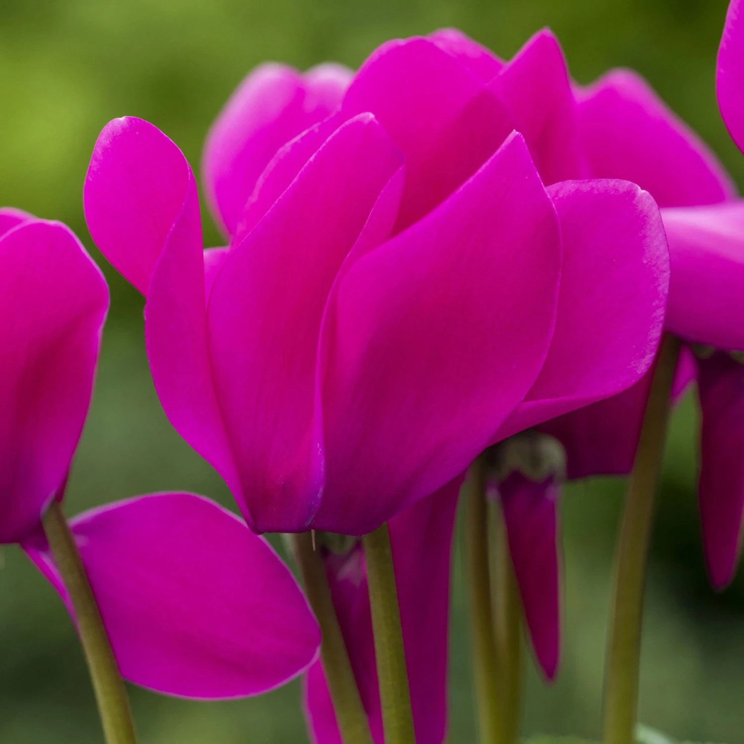 Alpenveilchen, Farbe Zufällig, Topf-Ø 10,5 Cm, Höhe Ca. 23 Cm, 6er-Set – Bild 9