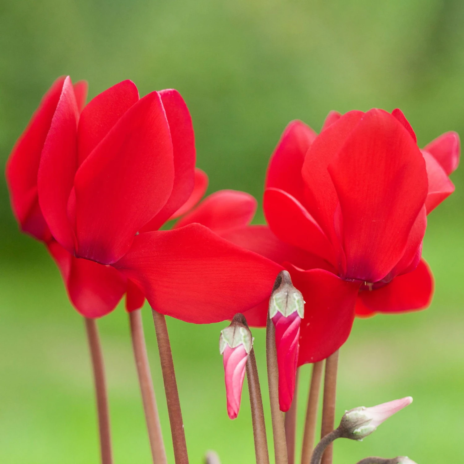 Alpenveilchen, Farbe Zufällig, Topf-Ø 10,5 Cm, Höhe Ca. 23 Cm, 6er-Set – Bild 7