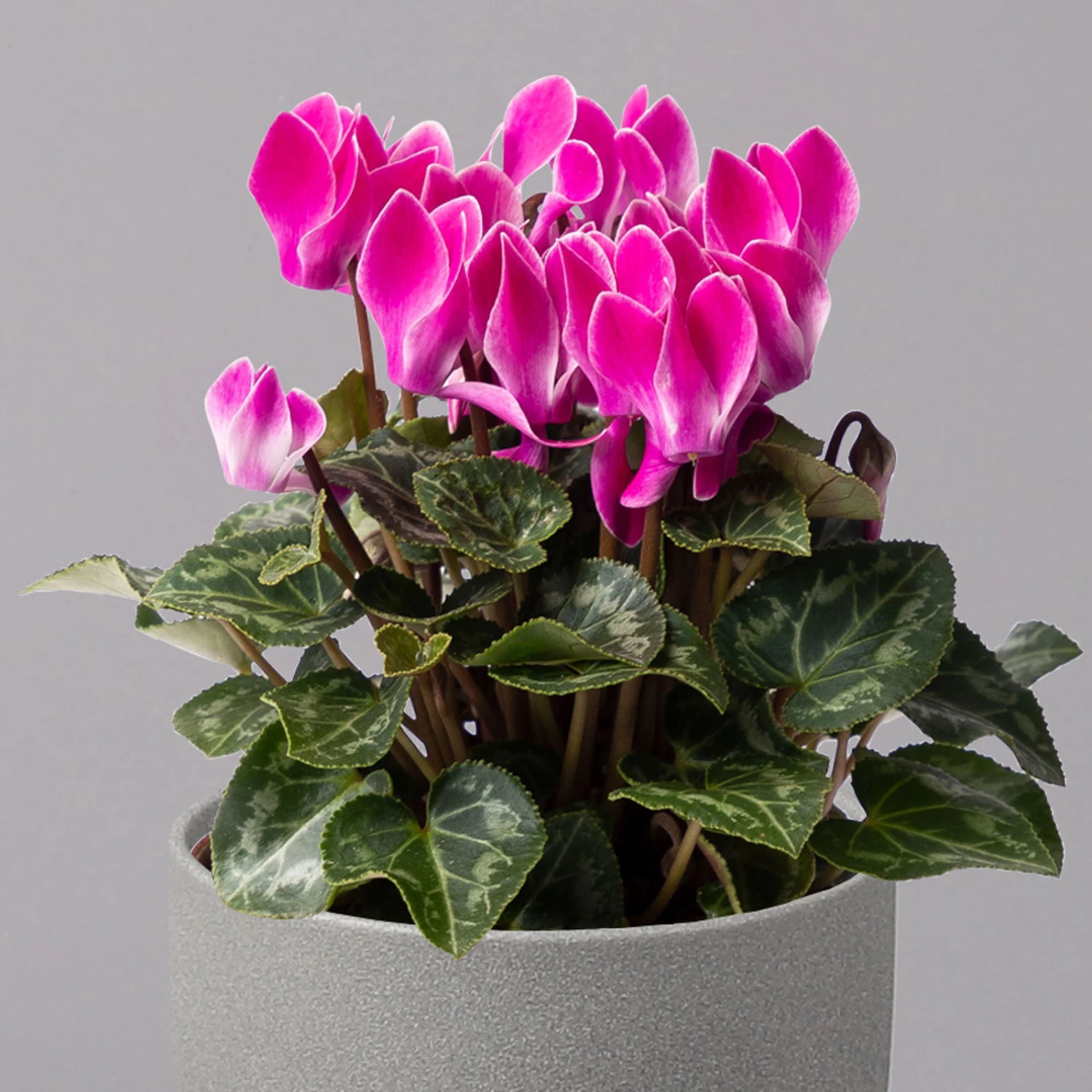 Alpenveilchen, Farbe Zufällig, Topf-Ø 10,5 Cm, Höhe Ca. 23 Cm, 6er-Set – Bild 14