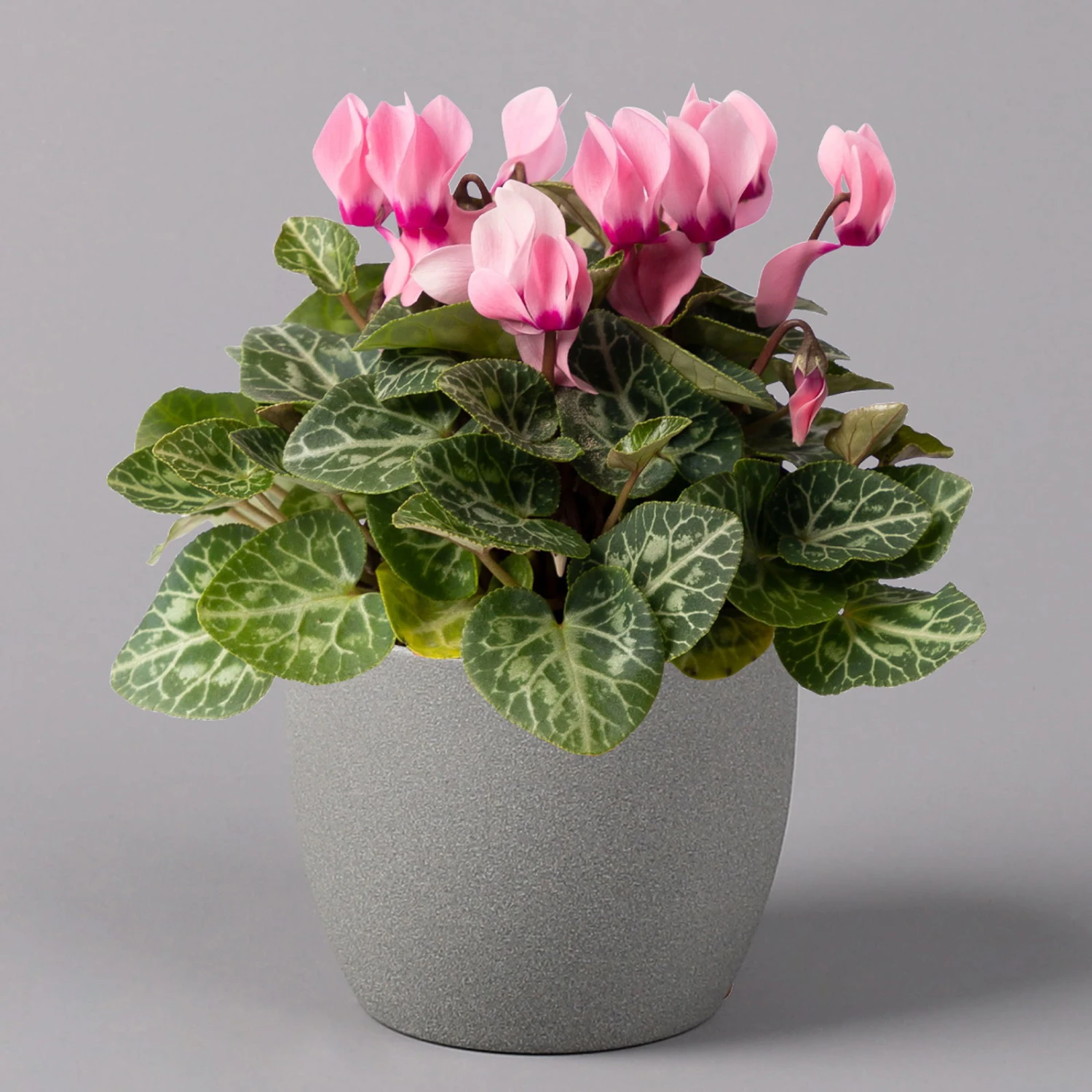 Alpenveilchen, Farbe Zufällig, Topf-Ø 10,5 Cm, Höhe Ca. 23 Cm, 6er-Set – Bild 18