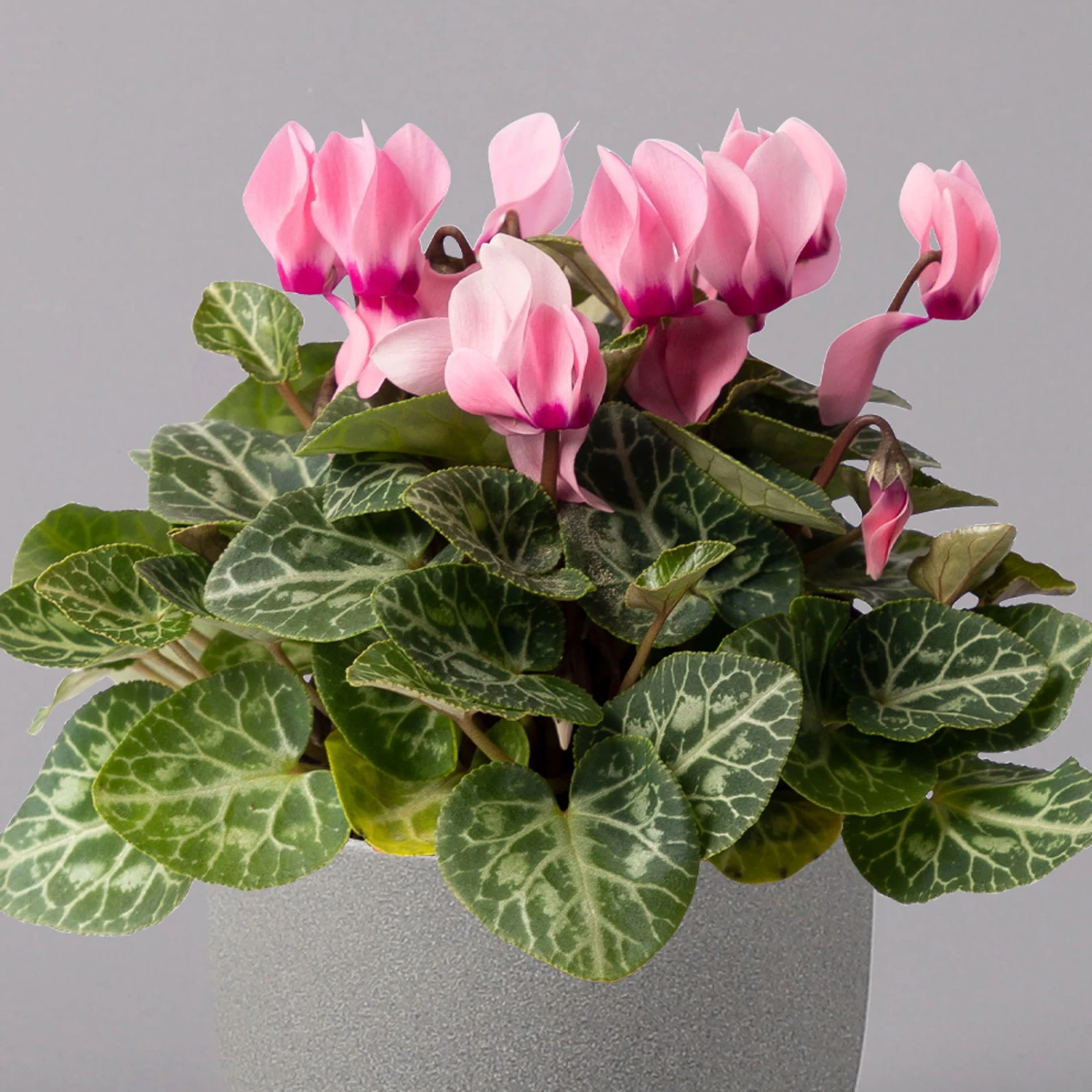 Alpenveilchen, Farbe Zufällig, Topf-Ø 10,5 Cm, Höhe Ca. 23 Cm, 6er-Set – Bild 19