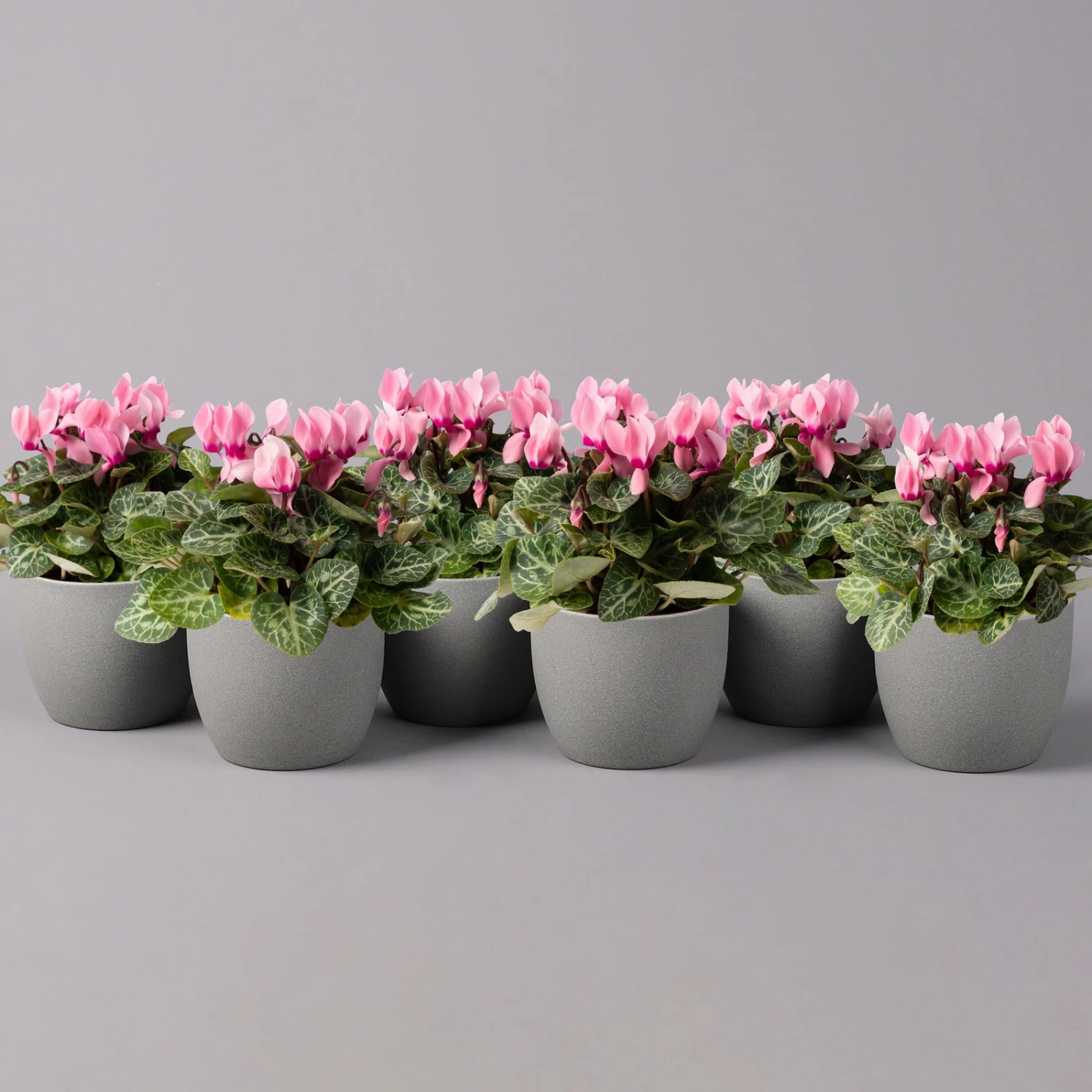 Alpenveilchen, Farbe Zufällig, Topf-Ø 10,5 Cm, Höhe Ca. 23 Cm, 6er-Set – Bild 17