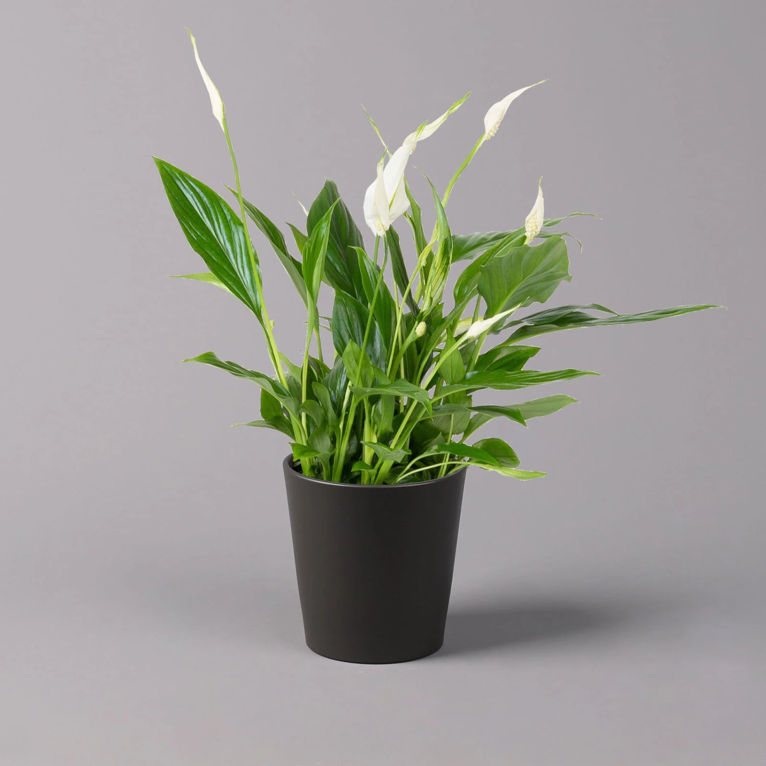 Einblatt 'Bellini', Topf-Ø 13 Cm, Mit Topf Anthrazit, Höhe Ca. 30 Cm, 3er-Set – Bild 2