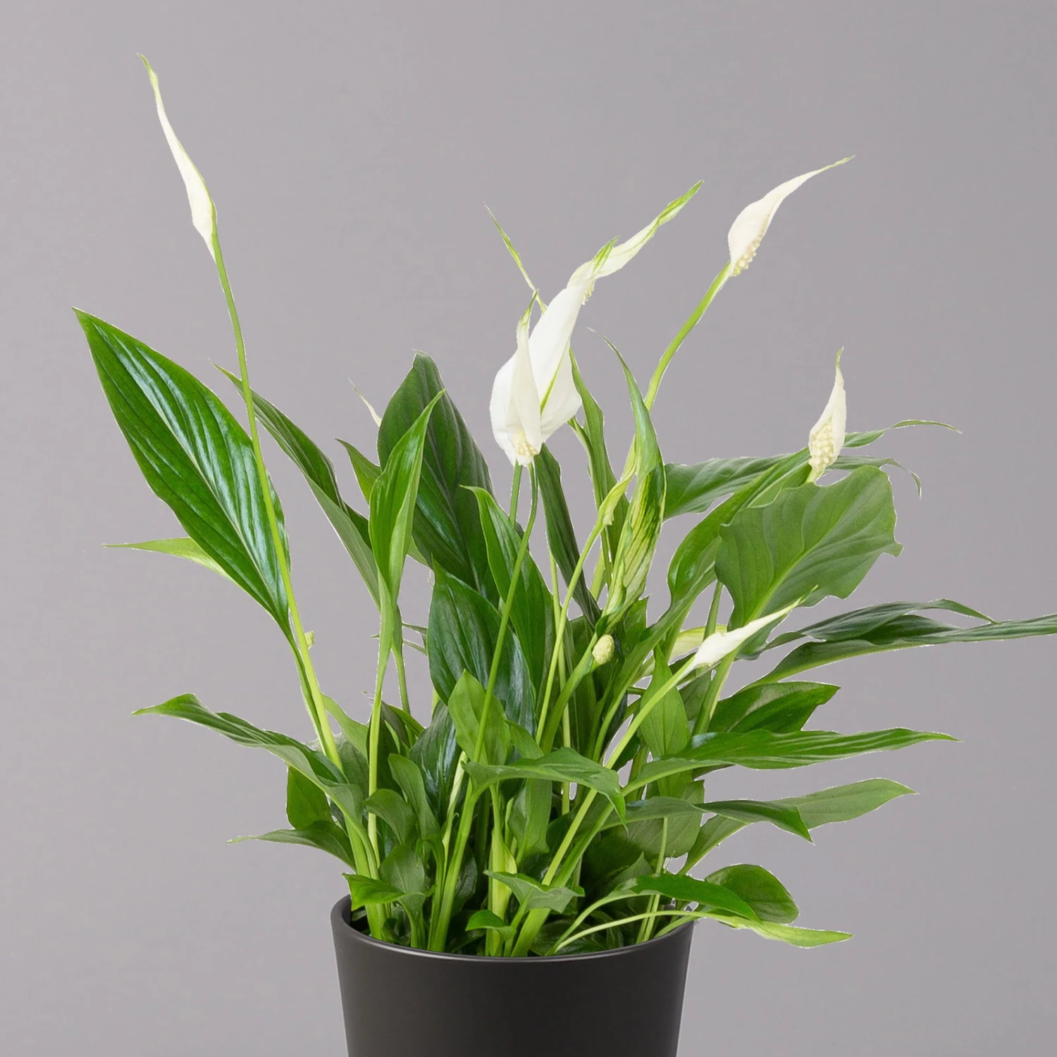 Einblatt 'Bellini', Topf-Ø 13 Cm, Mit Topf Anthrazit, Höhe Ca. 30 Cm, 3er-Set – Bild 3