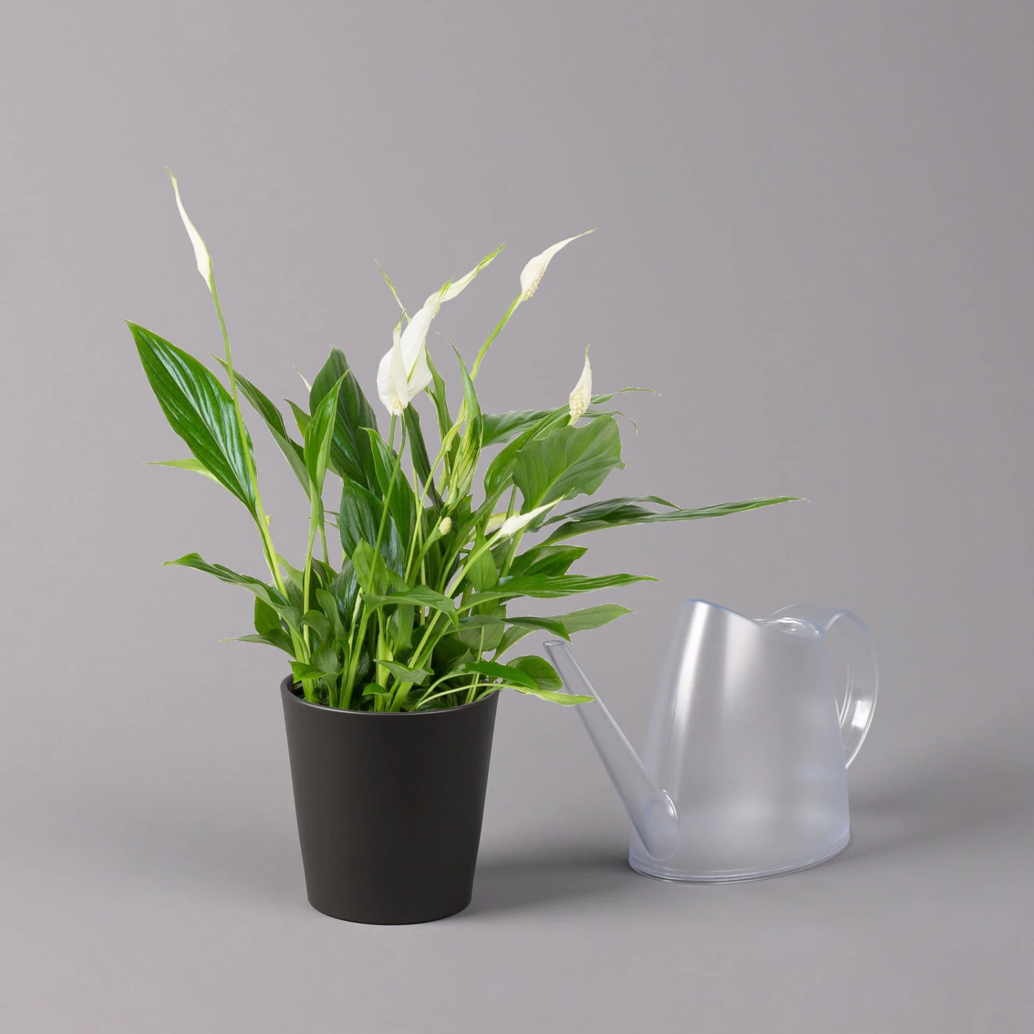 Einblatt 'Bellini', Topf-Ø 13 Cm, Mit Topf Anthrazit, Höhe Ca. 30 Cm, 3er-Set – Bild 4