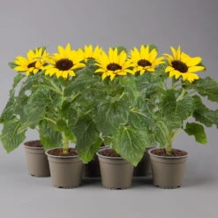 Sonnenblume 'Sunsation'® Gelb, Topf-Ø 12/13 Cm, 6er-Set