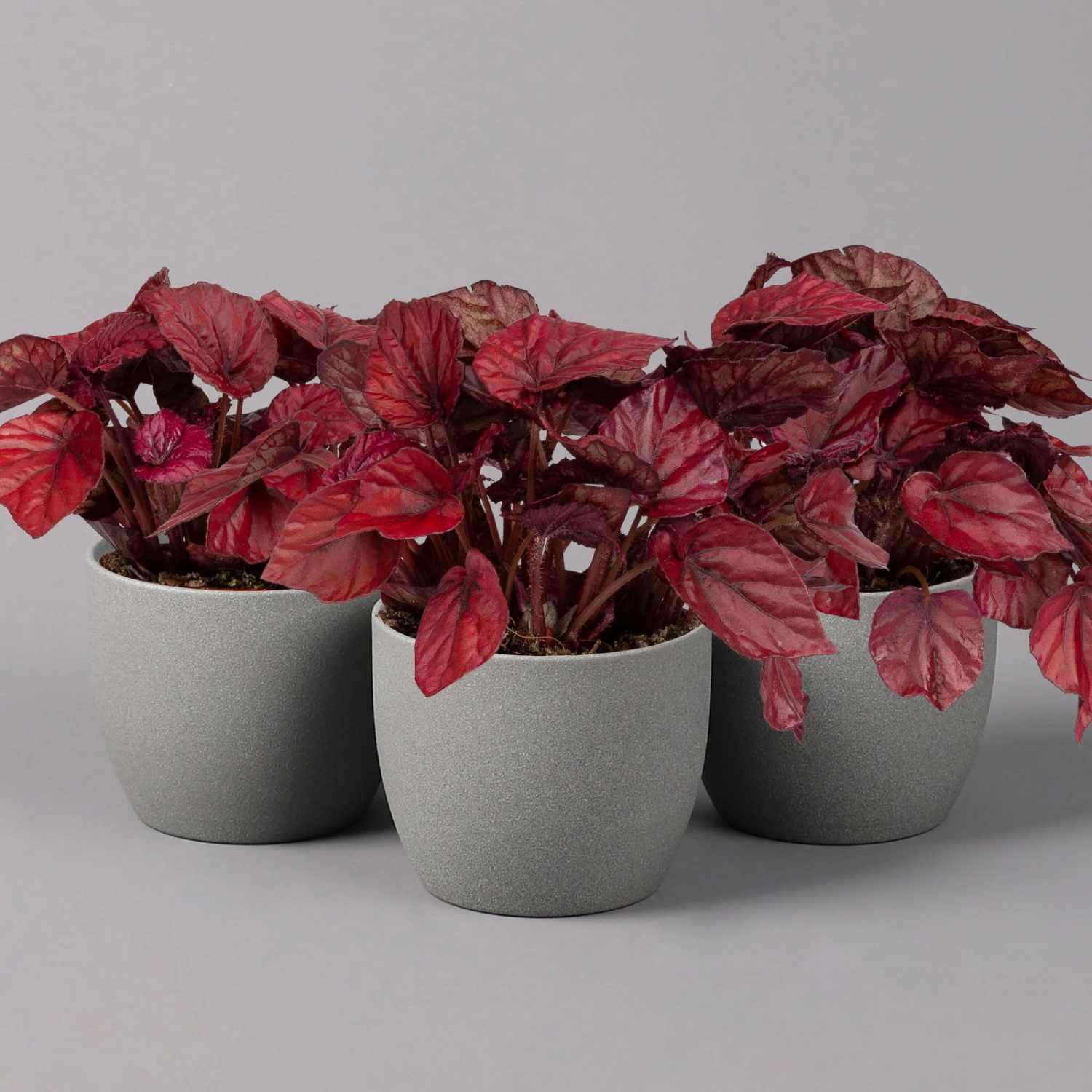Blattbegonie 'Inca Flame', Topf-Ø 12 Cm, Höhe Ca. 25 Cm, 3er-Set