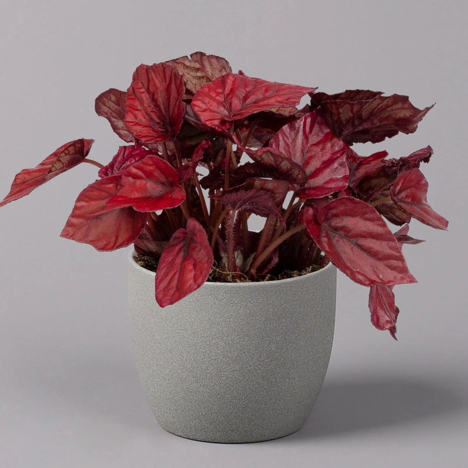 Blattbegonie 'Inca Flame', Topf-Ø 12 Cm, Höhe Ca. 25 Cm, 3er-Set – Bild 2