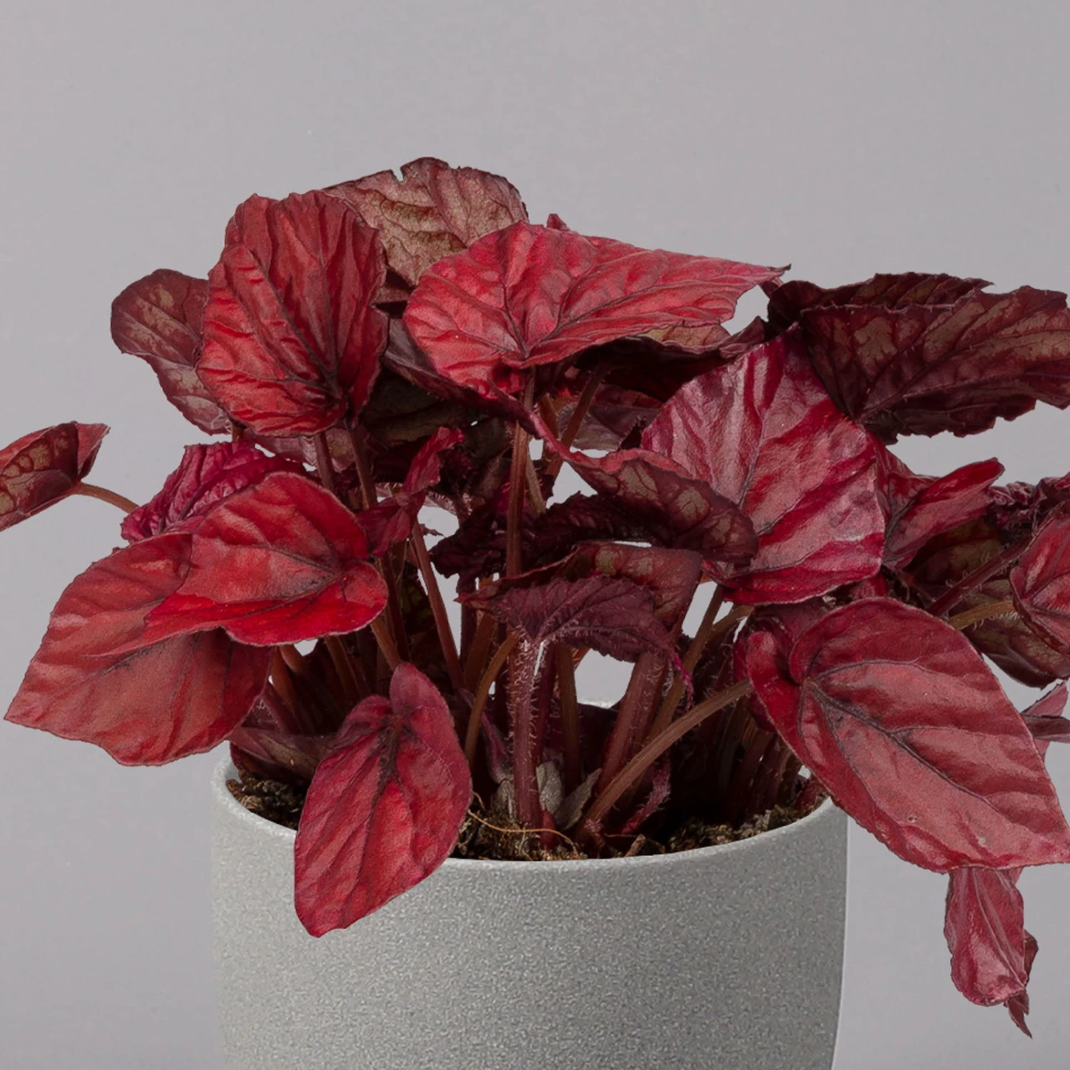 Blattbegonie 'Inca Flame', Topf-Ø 12 Cm, Höhe Ca. 25 Cm, 3er-Set – Bild 3