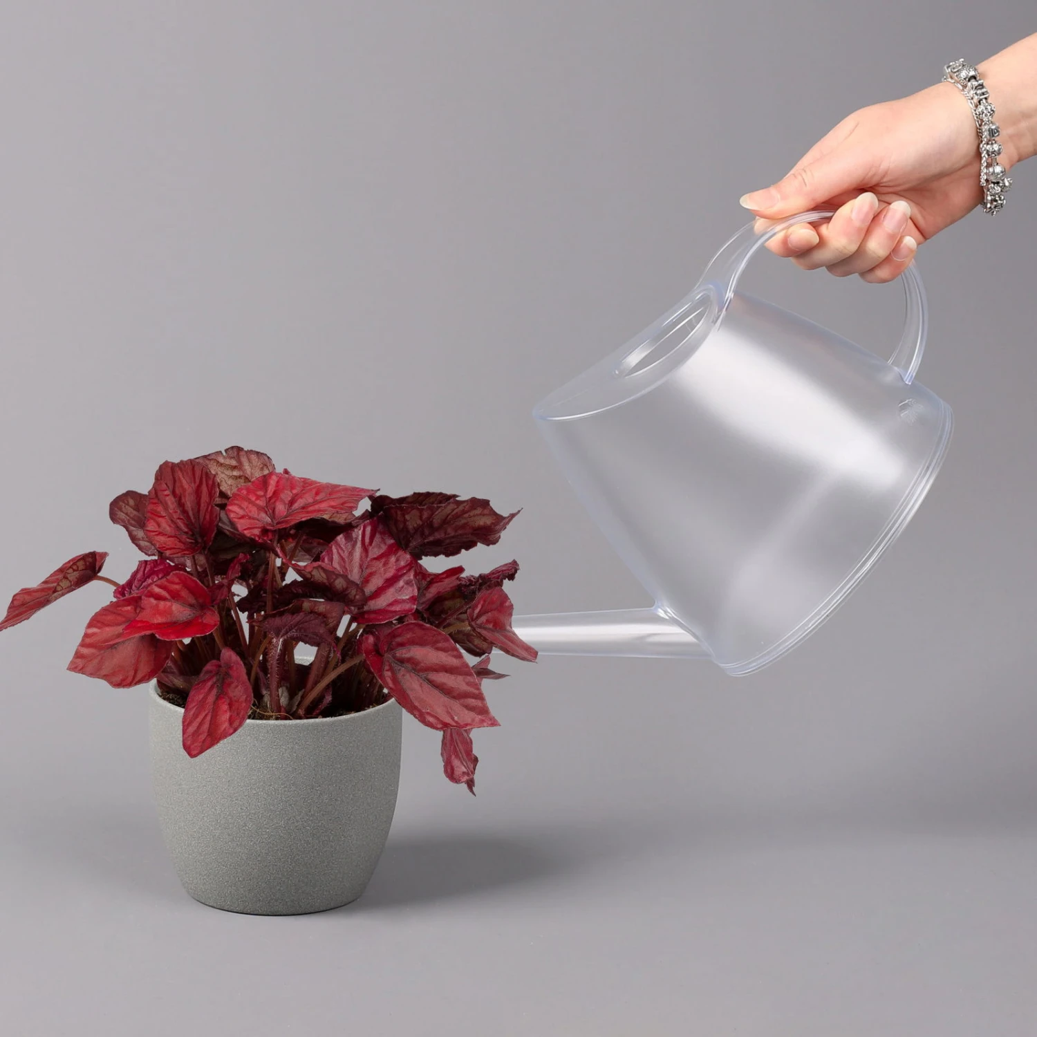 Blattbegonie 'Inca Flame', Topf-Ø 12 Cm, Höhe Ca. 25 Cm, 3er-Set – Bild 4