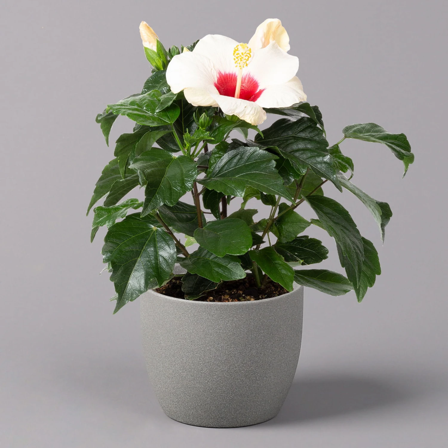 Hibiskus, Weiß, Topf-Ø 13 Cm, Höhe Ca. 35 Cm, 2er-Set – Bild 2