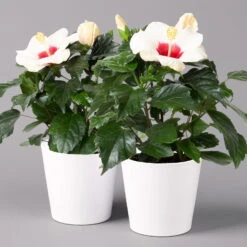 Hibiskus, Weiß, Mit Keramiktopf Dallas Weiß, Topf-Ø 13 Cm, 2er-Set