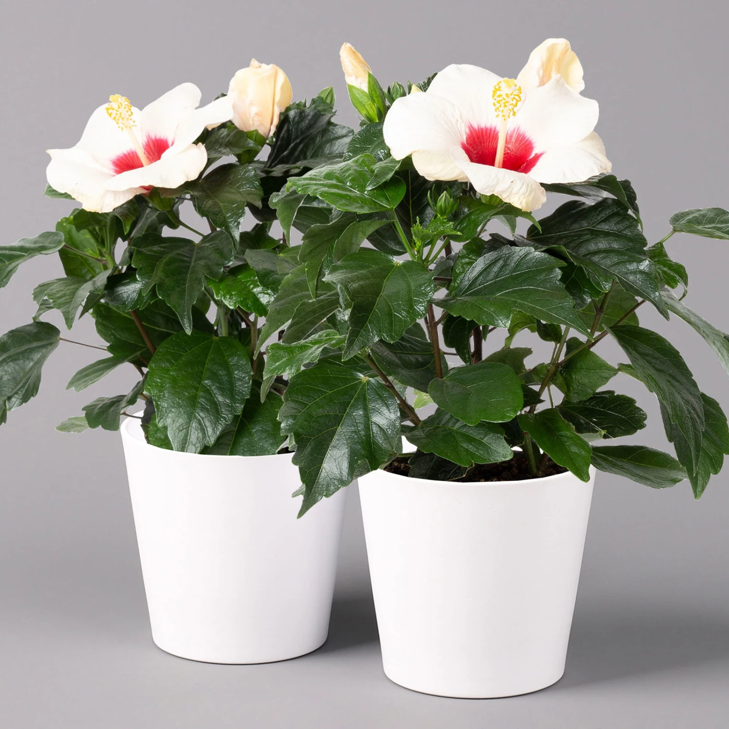 Hibiskus, Weiß, Mit Keramiktopf Dallas Weiß, Topf-Ø 13 Cm, 2er-Set