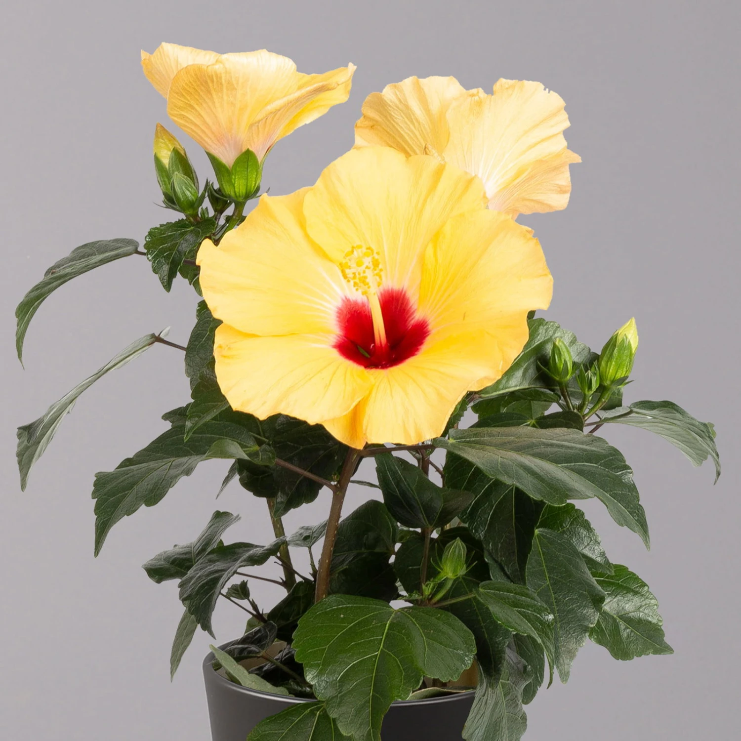 Hibiskus, Gelb, Mit Keramiktopf Dallas Anthrazit, Topf-Ø 13 Cm, Höhe 35 Cm – Bild 2