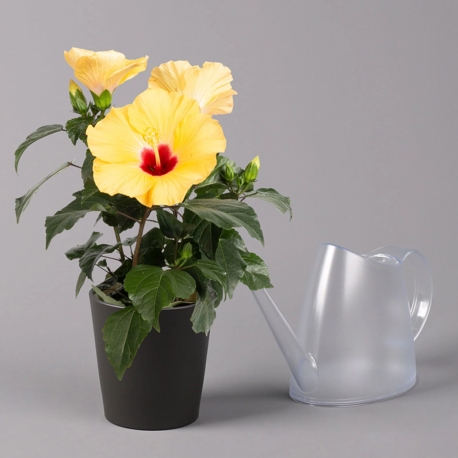 Hibiskus, Gelb, Mit Keramiktopf Dallas Anthrazit, Topf-Ø 13 Cm, Höhe 35 Cm – Bild 3