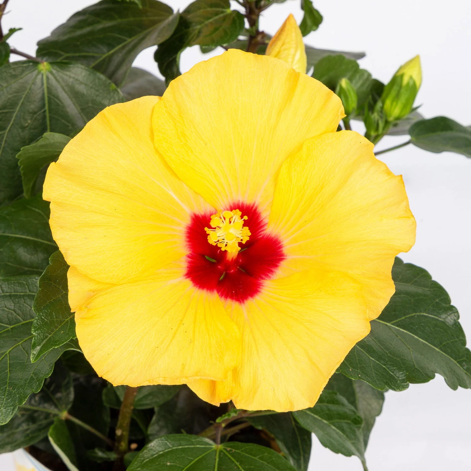 Hibiskus, Gelb, Mit Keramiktopf Dallas Anthrazit, Topf-Ø 13 Cm, Höhe 35 Cm – Bild 4