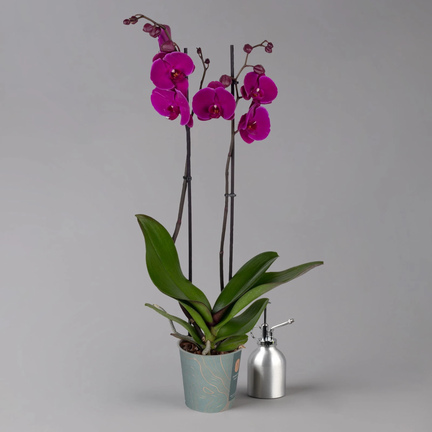 Phalaenopsis Lila, 2 Rispen, Topf-Ø 12 Cm, Höhe Ca. 60 Cm