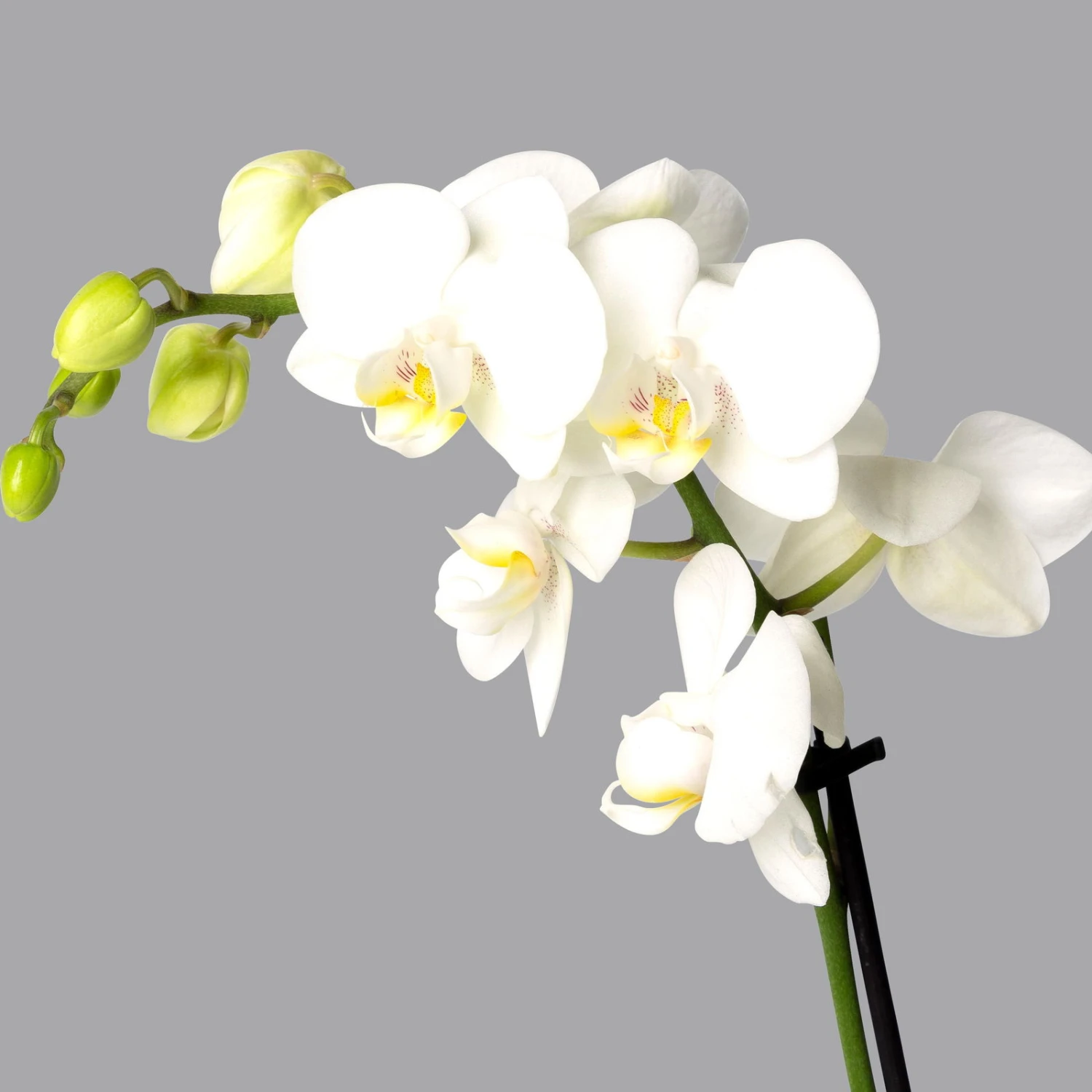 Schmetterlingsorchidee Weiß, 2 Rispen, Topf-Ø 12 Cm, Höhe Ca. 50 Cm – Bild 2