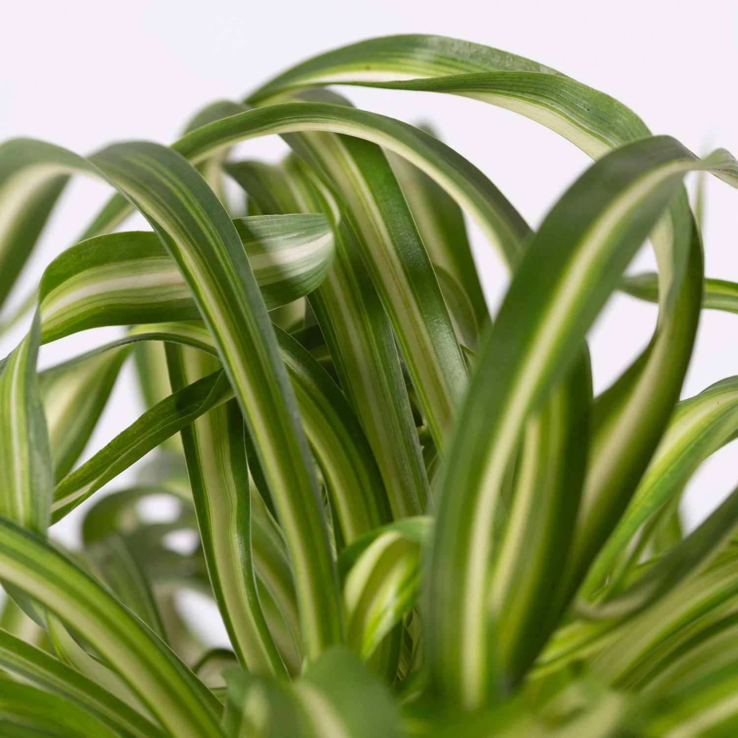 Grünlilie 'Bonnie' Mit Übertopf Vibes Rosa, Topf-Ø 12 Cm, Höhe Ca. 25 Cm – Bild 2