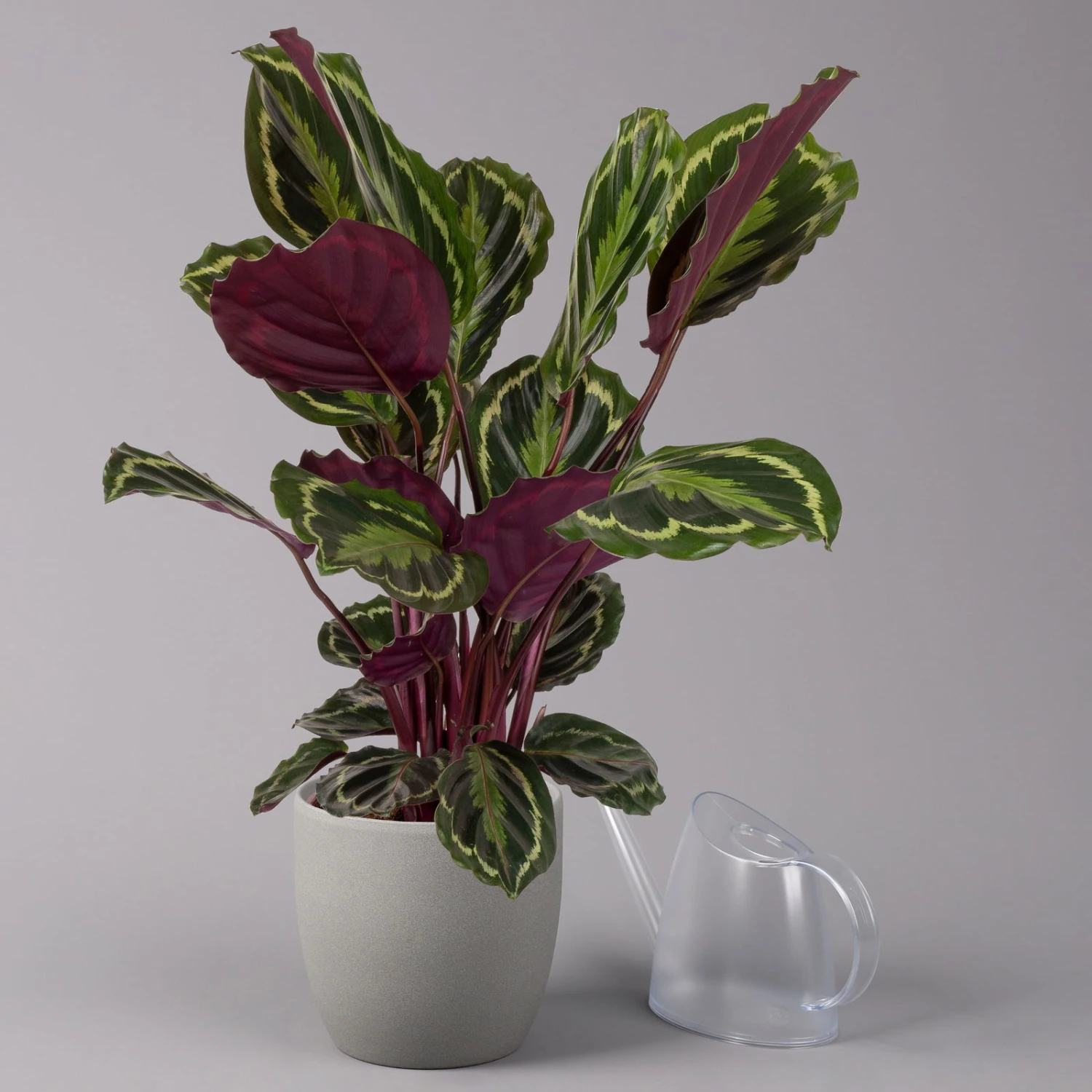 Calathea 'Medallion', Topf-Ø 19 Cm, Höhe Ca. 85 Cm – Bild 3