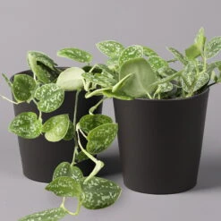 Gefleckte Efeutute 'Argyraeus, In Keramiktopf Anthrazit, Topf-Ø 12cm, 2er-Set