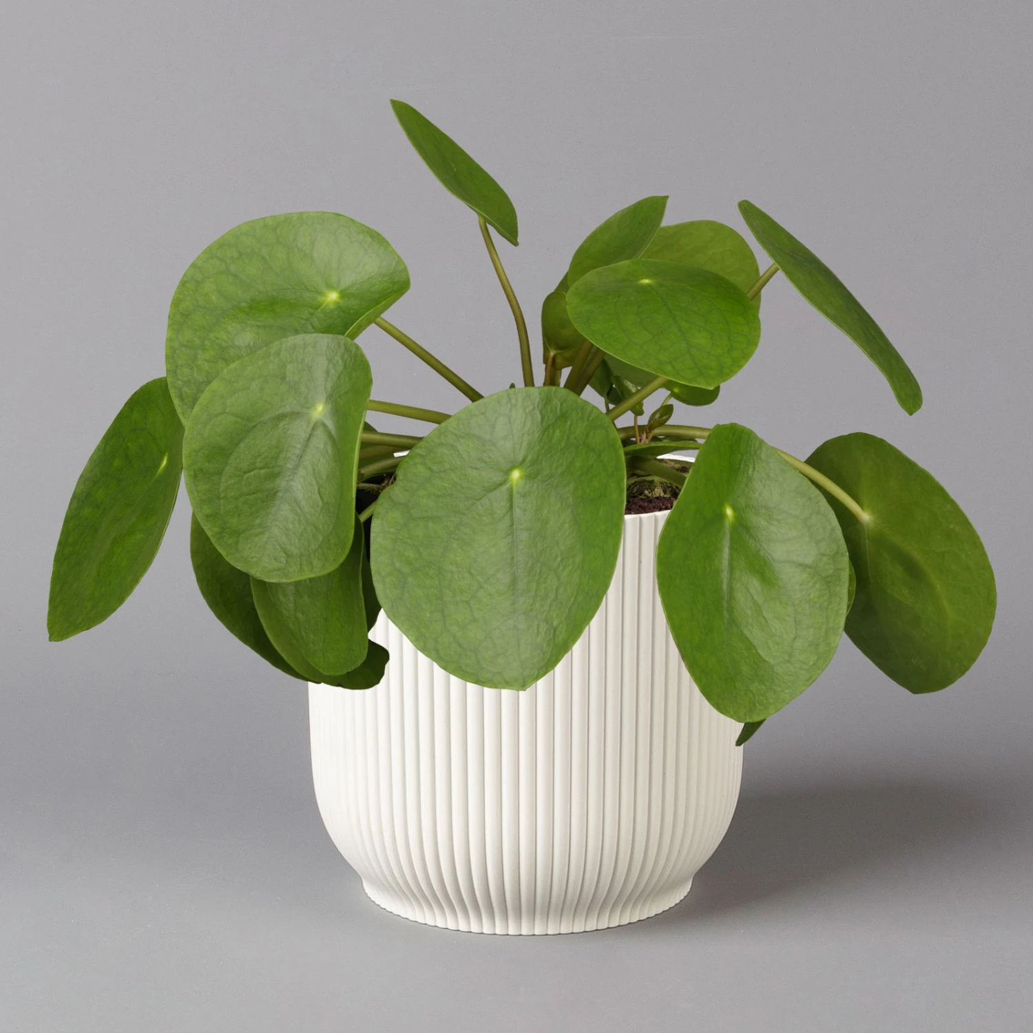 Pilea Peperomioides In Übertopf Vibes Weiß, Topf-Ø 12 Cm, H: Ca. 20 Cm
