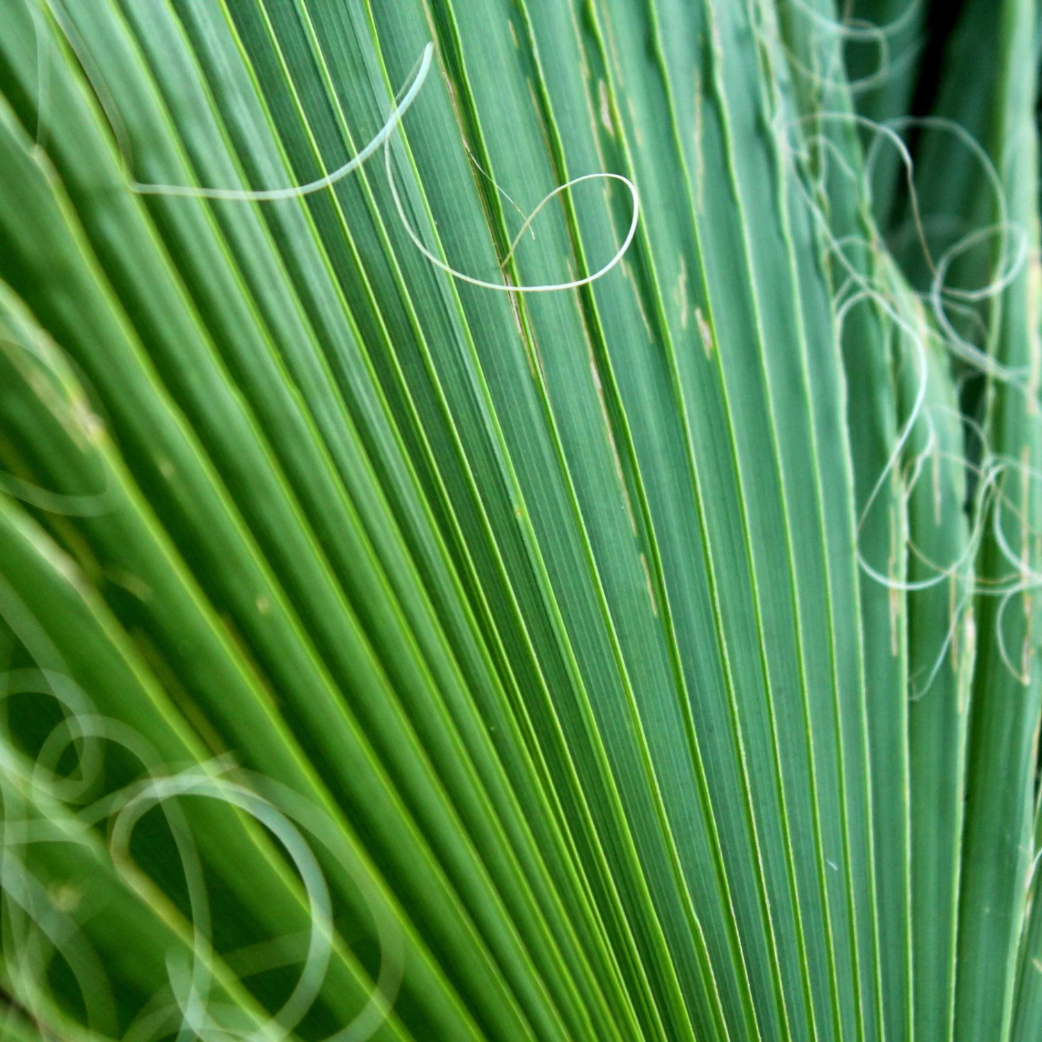 Fächerpalme, Topf-Ø 21 Cm, Höhe Ca. 85 Cm – Bild 2