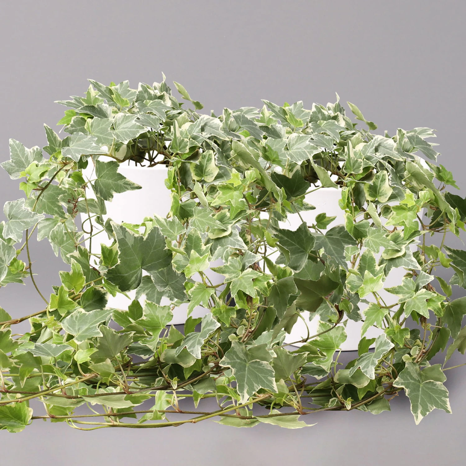 Hedera Helix 'Variegata' In Keramiktopf Dallas Weiß, Topf-Ø 12/13 Cm, 2er-Set