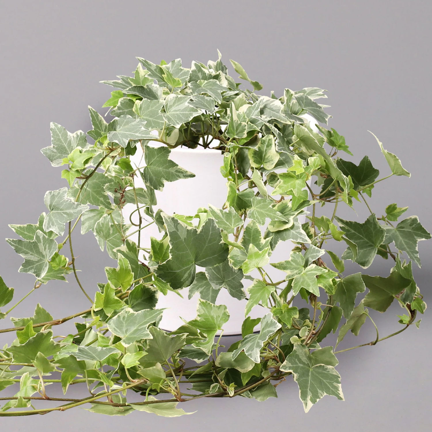 Hedera Helix 'Variegata' In Keramiktopf Dallas Weiß, Topf-Ø 12/13 Cm, 2er-Set – Bild 2