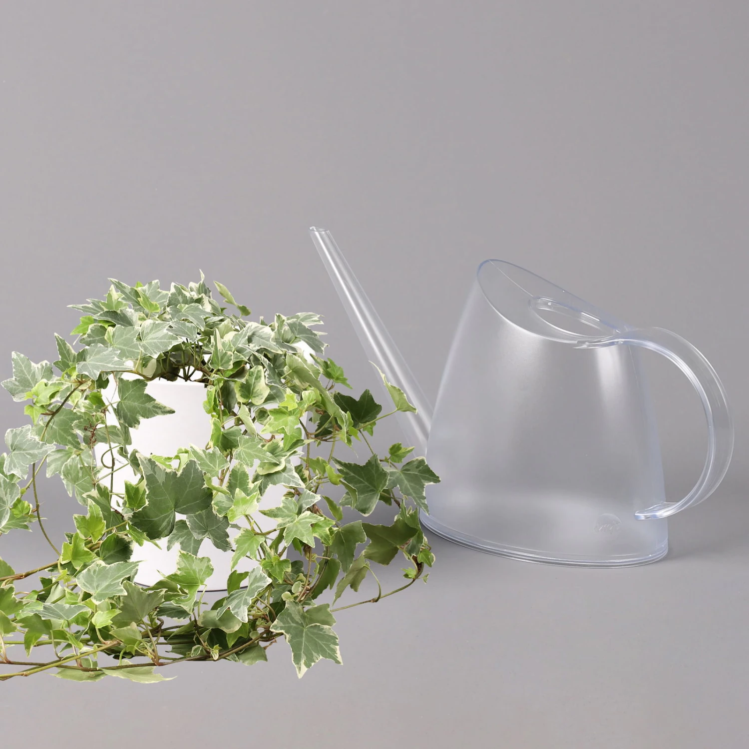 Hedera Helix 'Variegata' In Keramiktopf Dallas Weiß, Topf-Ø 12/13 Cm, 2er-Set – Bild 4