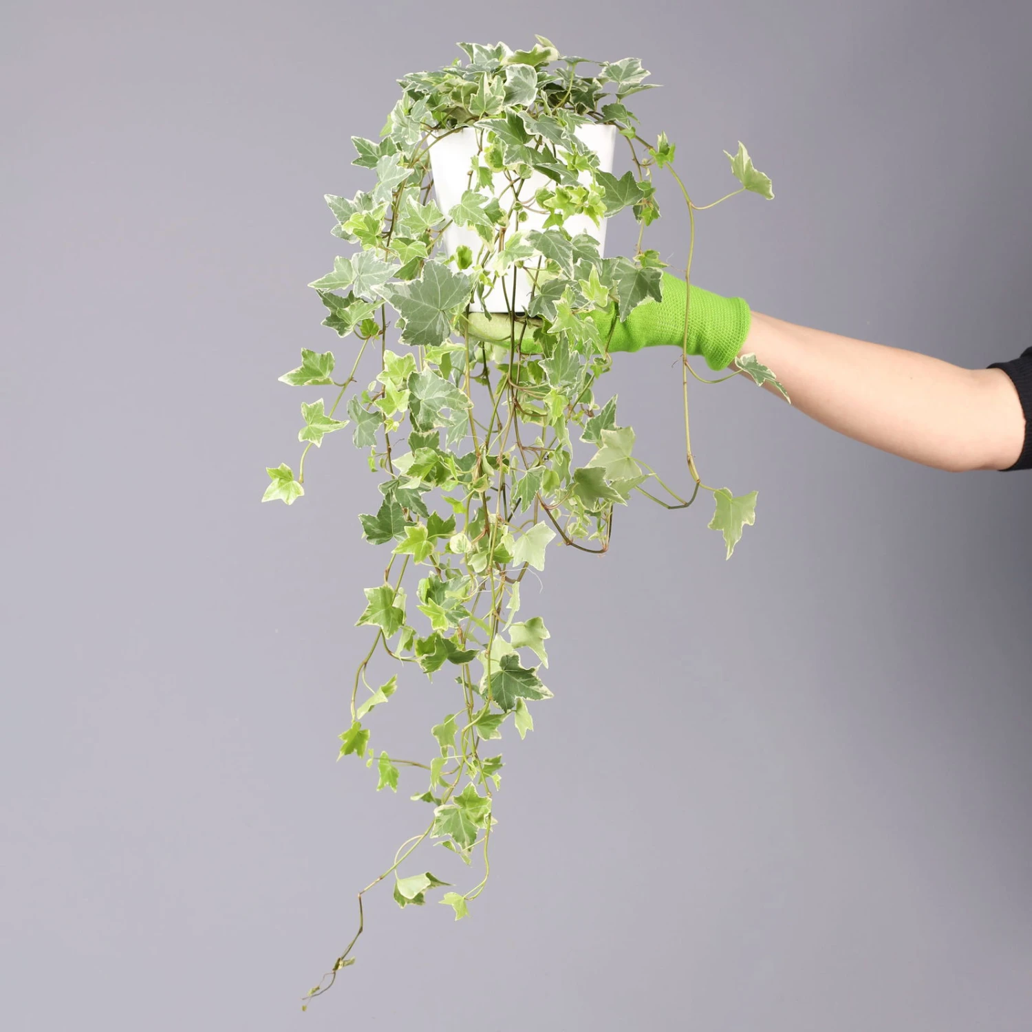 Hedera Helix 'Variegata' In Keramiktopf Dallas Weiß, Topf-Ø 12/13 Cm, 2er-Set – Bild 5