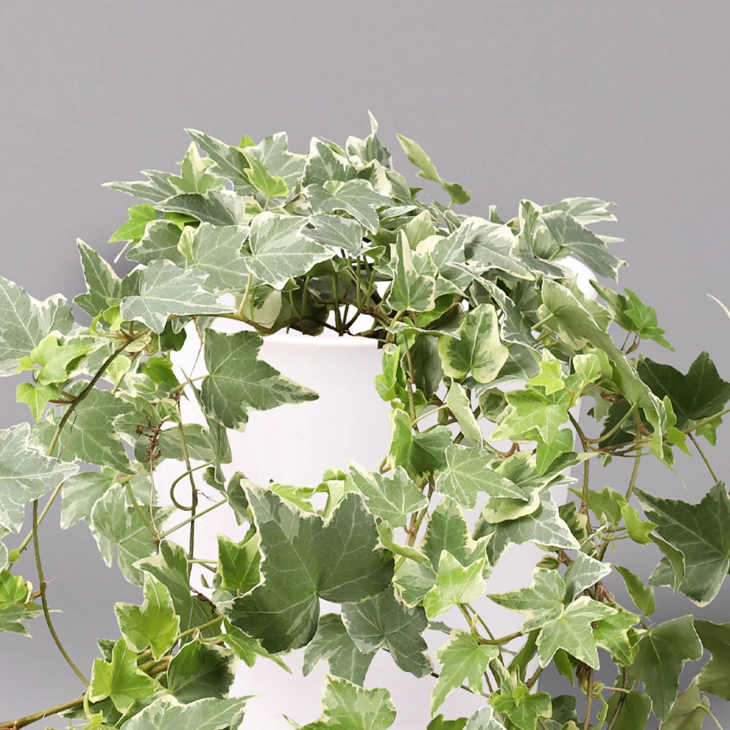 Hedera Helix 'Variegata' In Keramiktopf Dallas Weiß, Topf-Ø 12/13 Cm, 2er-Set – Bild 3