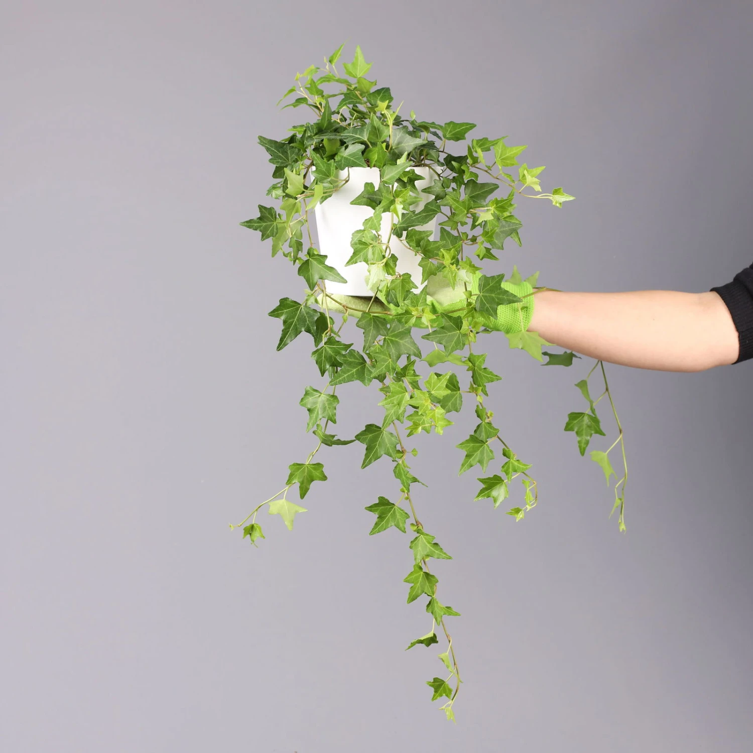 Hedera Helix In Keramiktopf Dallas Weiß, Topf-Ø 12/13 Cm, 2er-Set – Bild 5