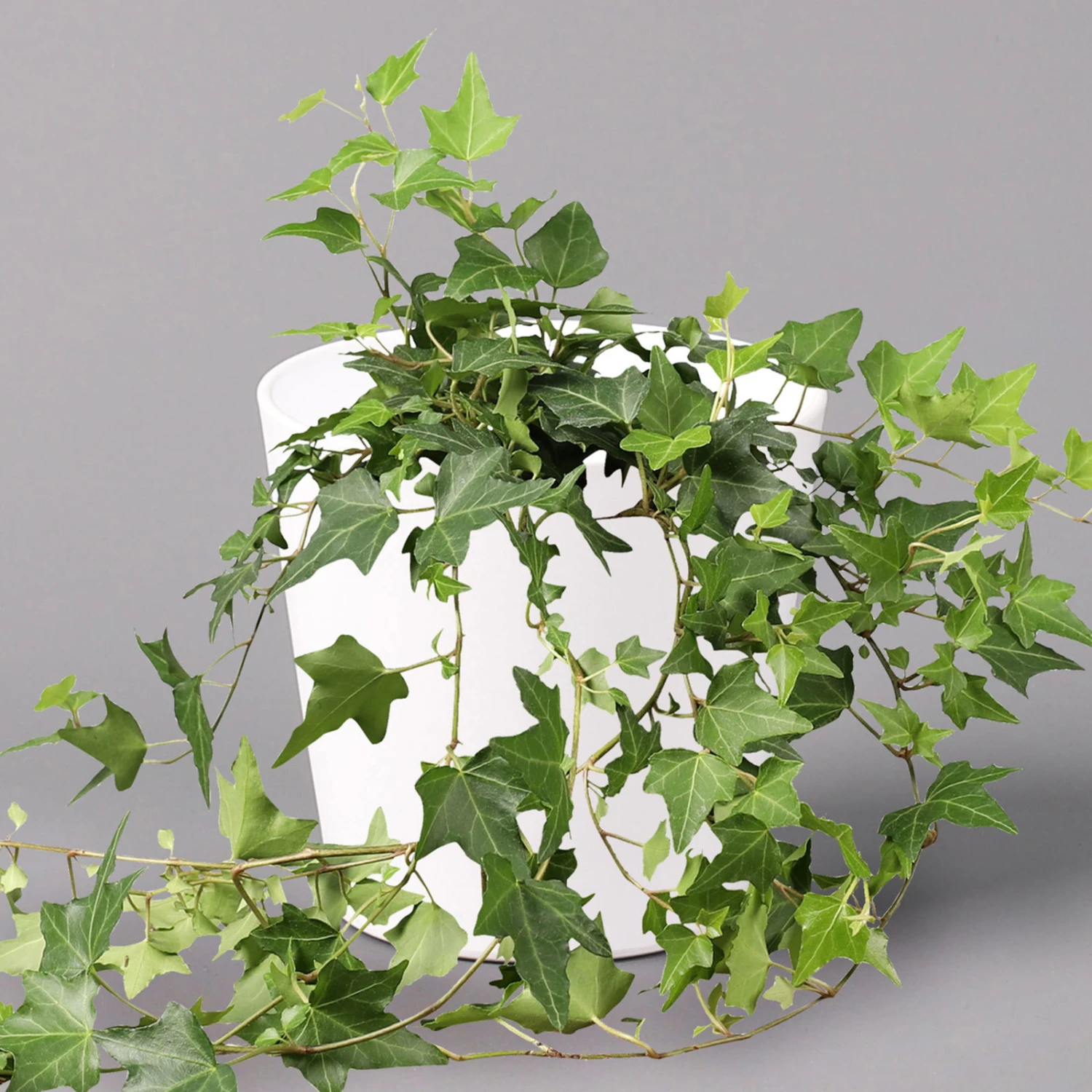 Hedera Helix In Keramiktopf Dallas Weiß, Topf-Ø 12/13 Cm, 2er-Set – Bild 2